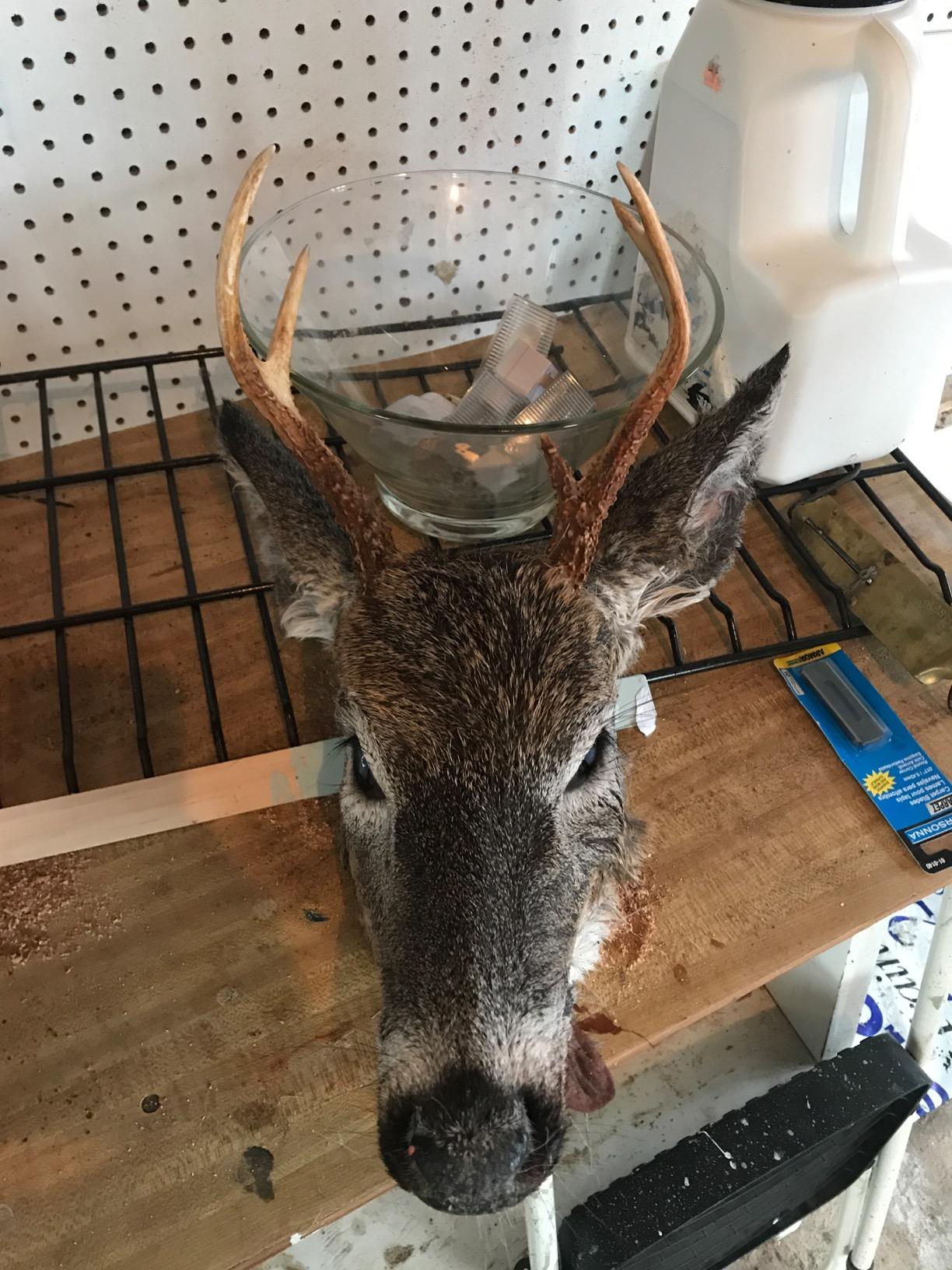 Weston Butcher Meat and Bone Saw with 16 Inch Stainless Steel Serrated Blade with Quick Release Handle (47-1601) customer photo 1