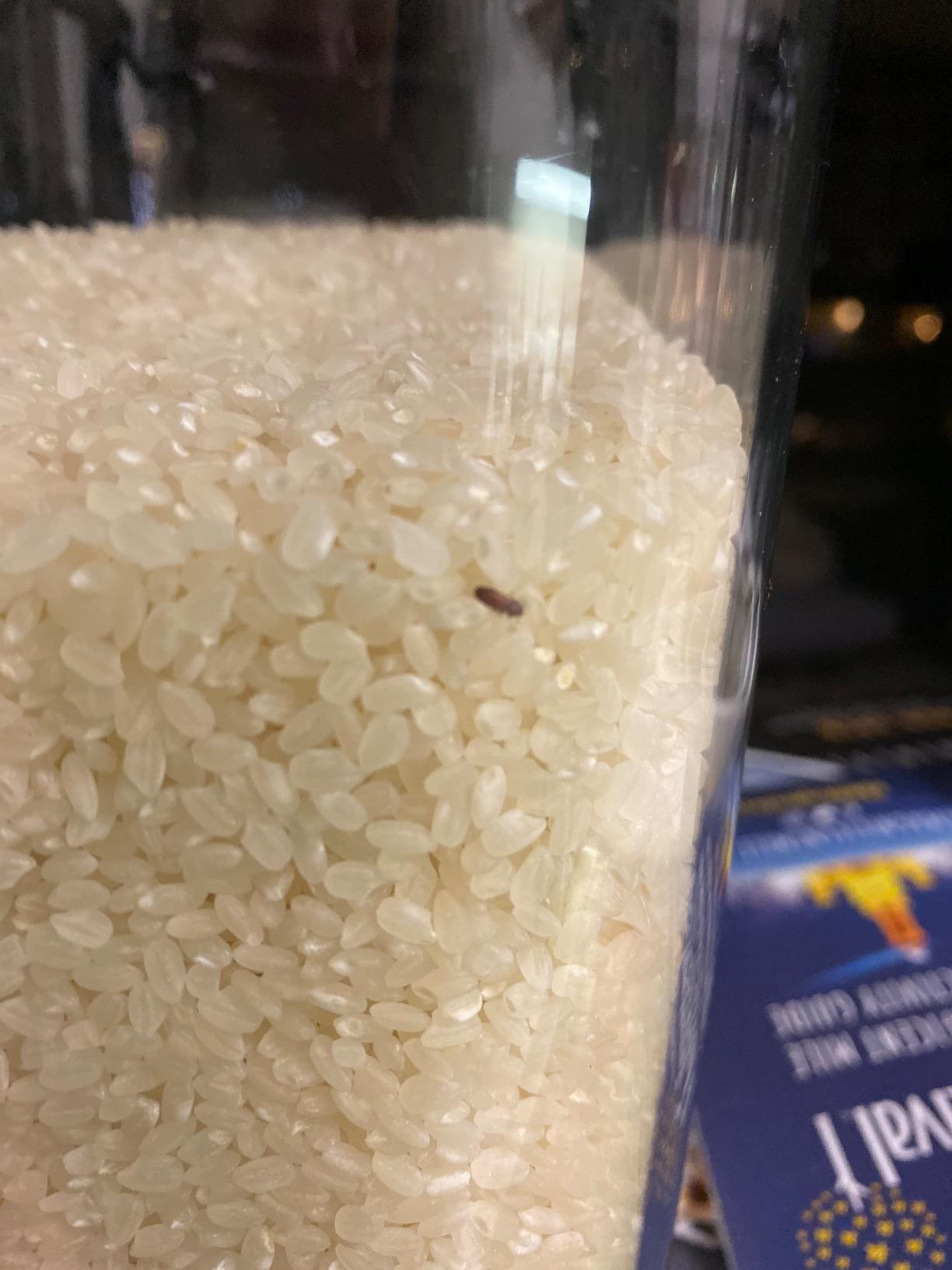Tamaki Gold California Koshihikari Short Grain Rice, 4.4 Pound customer photo 2