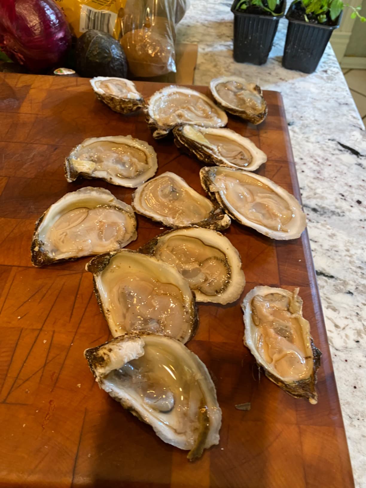 R. Murphy/Ramelson Duxbury Oyster Knife - As Seen in Bon Appetit Magazine - Shellfish Seafood Clam Shucker Tool - Made in USA customer photo 1