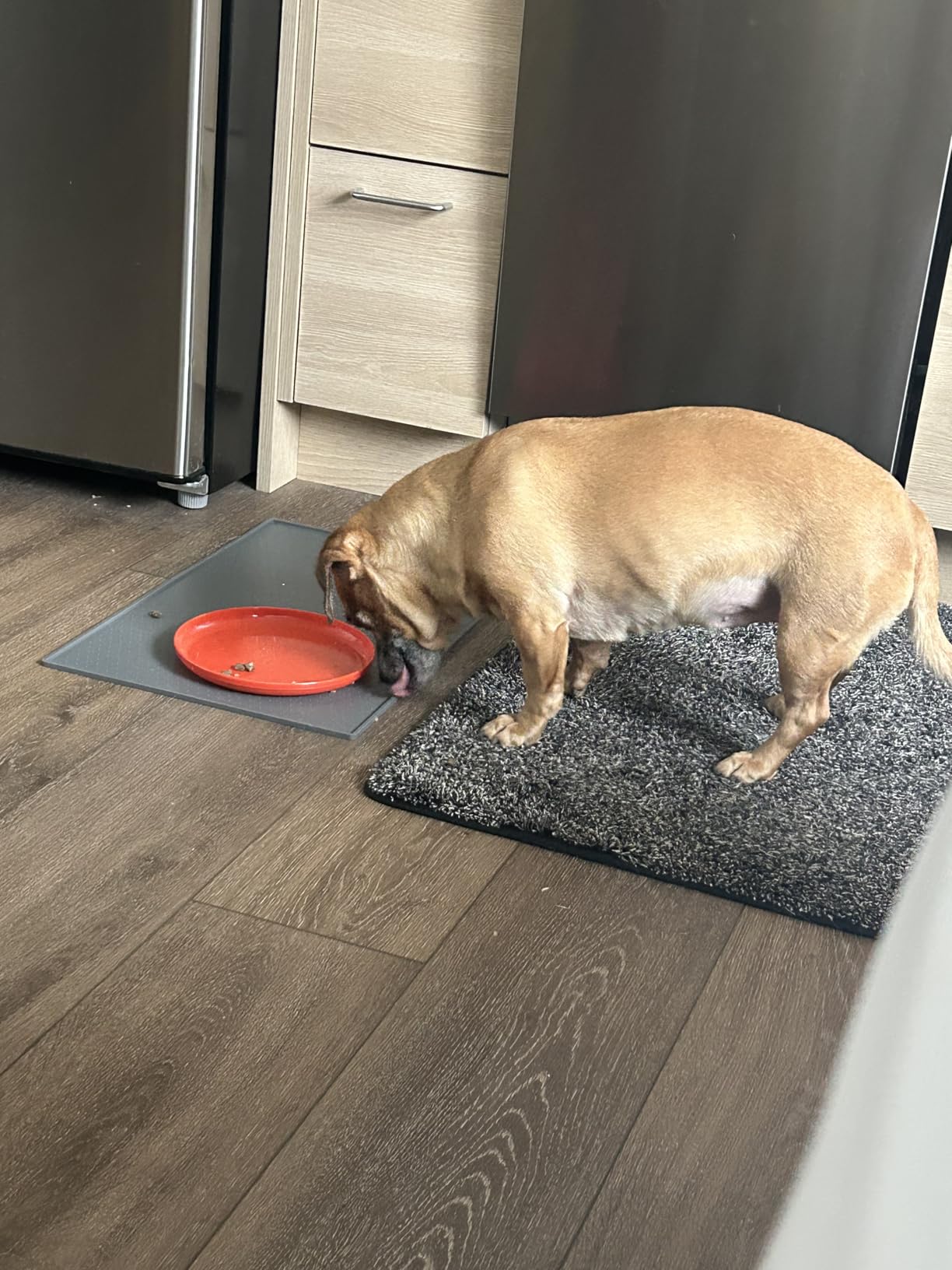 GORILLA GRIP 100% Waterproof Raised Edge BPA Free Silicone Pet Feeding Mat, Dog Cat Food Mats Contain Spills Protects Floors, Placemats for Cats and Dogs Water Bowl, Pets Accessories 18.5x11.5 Gray customer photo 2