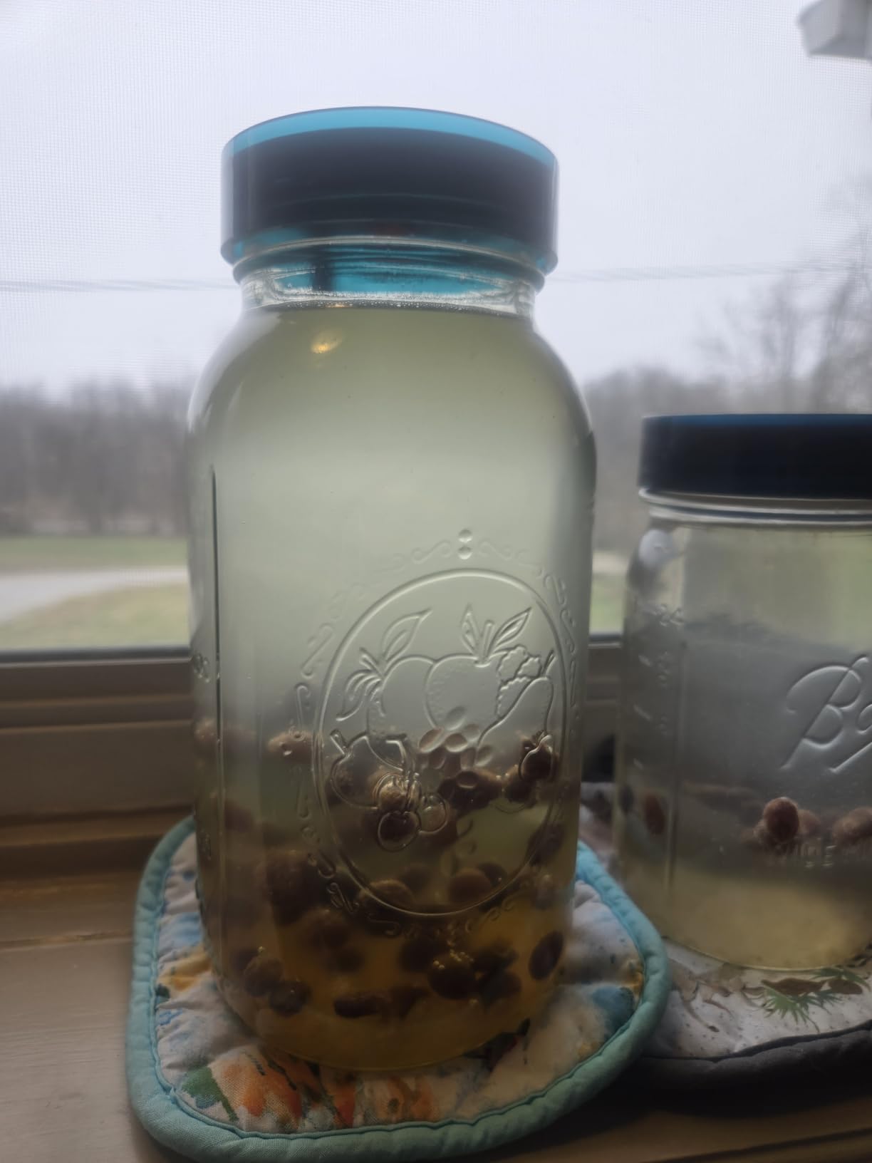 Natural Probio® Water Kefir Grains - Starter Culture Kit - Fruit Kefir + Complete Guide, Recipe & Tips + Ebook Library Access + Customer Support (0.35 oz dehydrated / 2.12 oz rehydrated) customer photo 1