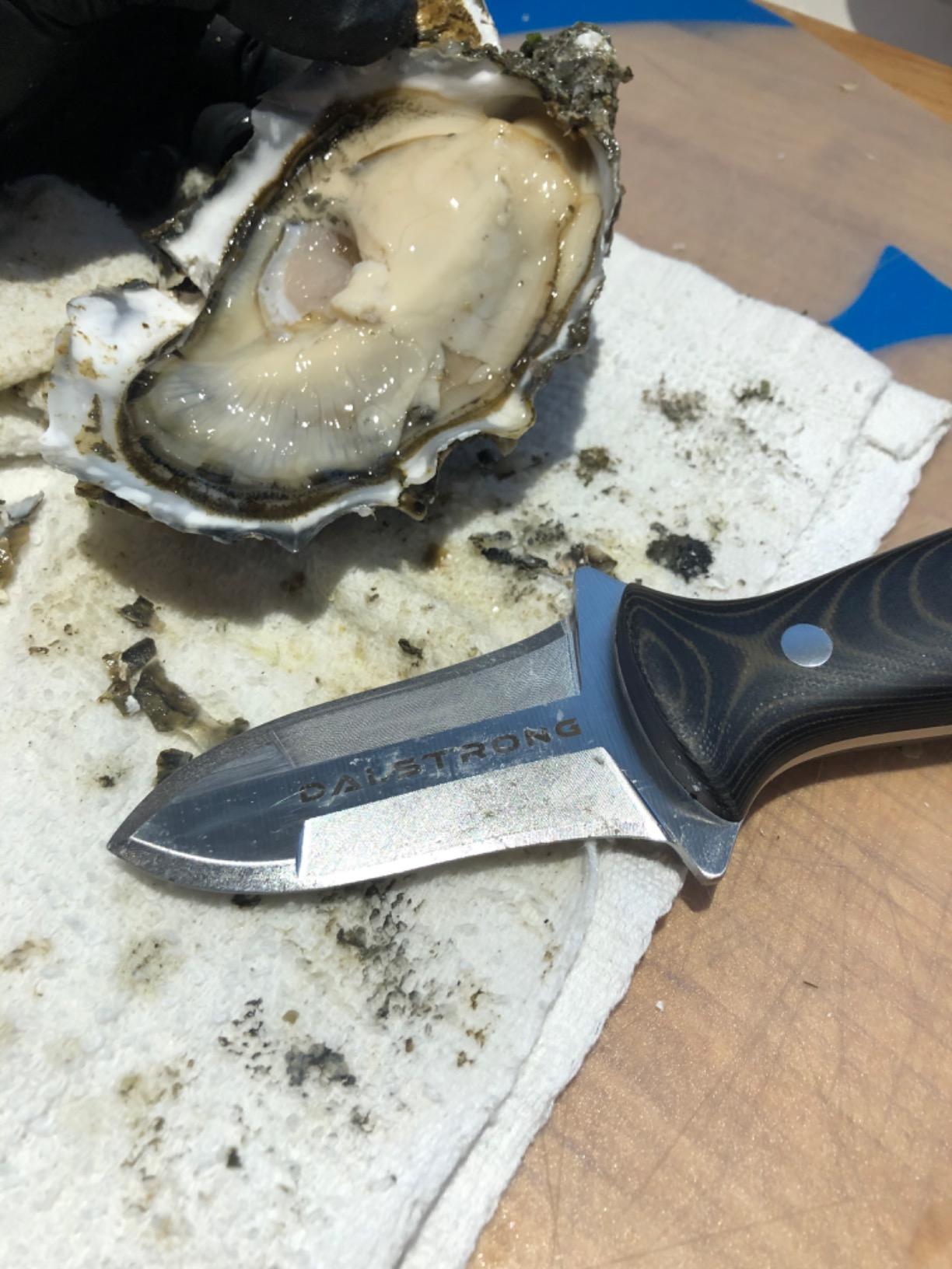 Dalstrong Clam Shucking Knife- 3
