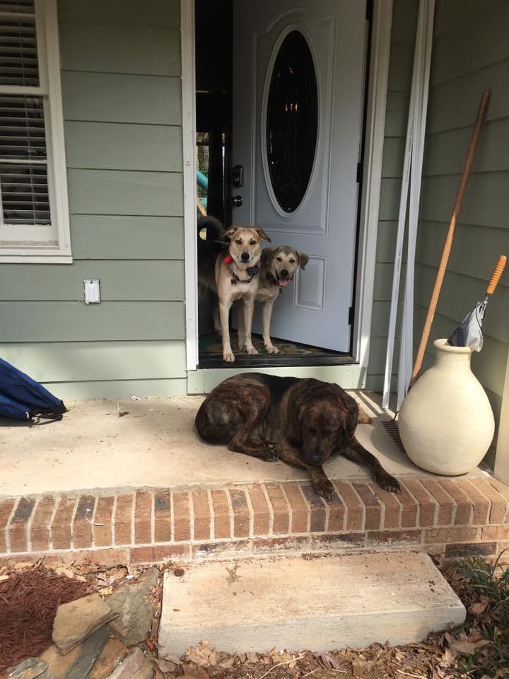 PetSafe Wireless Pet Containment System customer photo 1