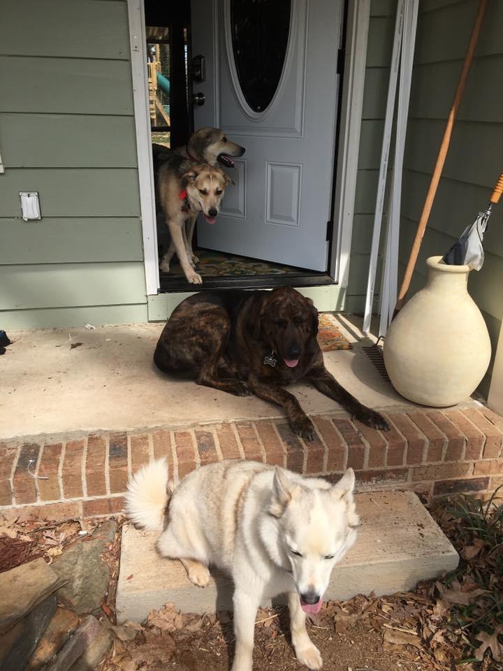 PetSafe Wireless Pet Containment System customer photo 2