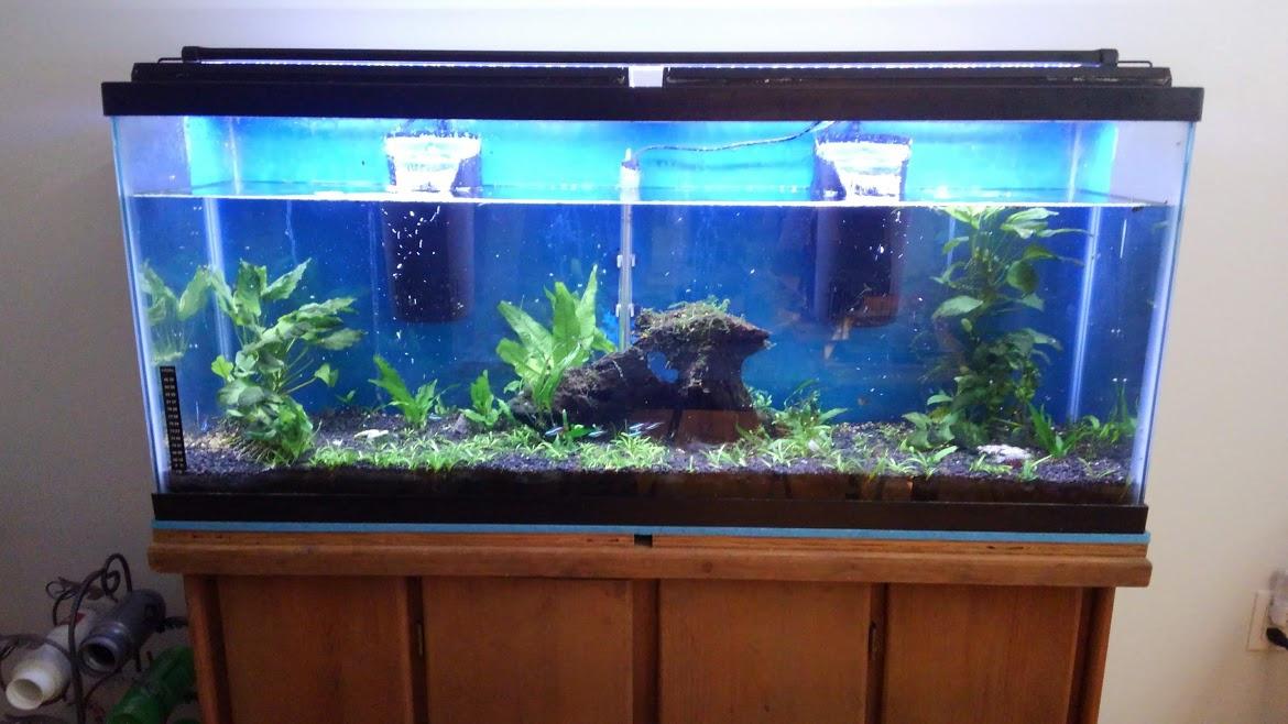 Tetra Whisper Internal Power Filter 5 To 10 Gallons, For aquariums, In-Tank Filtration, Black customer photo 1