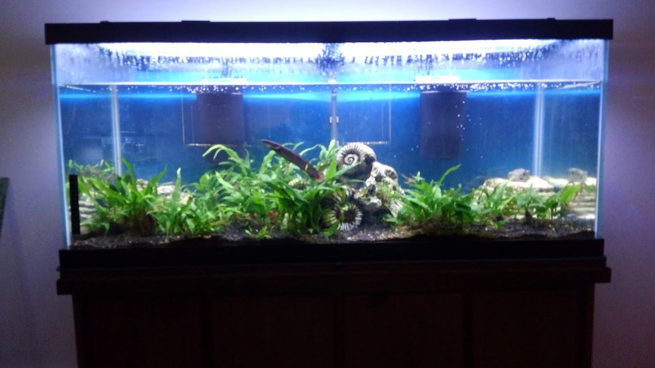 Tetra Whisper Internal Power Filter 5 To 10 Gallons, For aquariums, In-Tank Filtration, Black customer photo 2