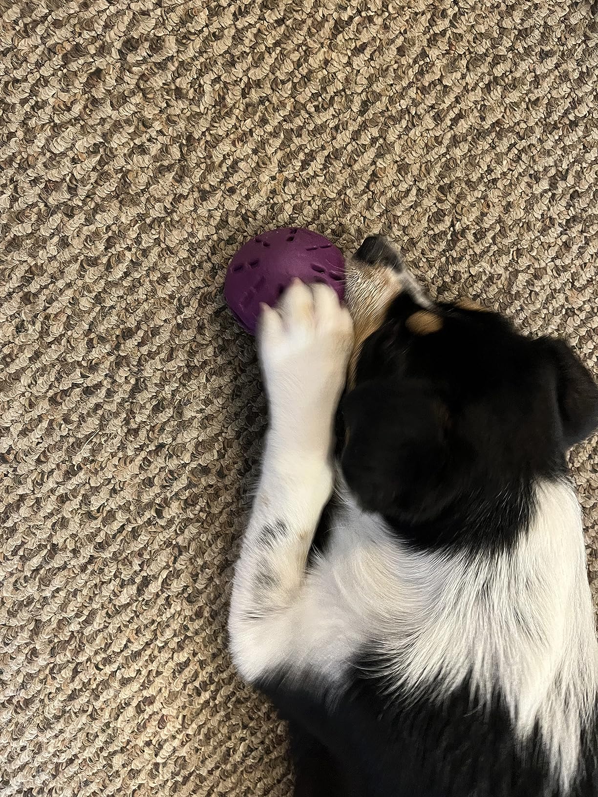 PetSafe Busy Buddy Twist'n Treat - BPA-Free Adjustable Meal Dispenser & Training Toy - Interactive Enrichment for Hard Chewers - Compatible with Hard & Smearable Treats - Helps Clean Teeth - Small customer photo 1