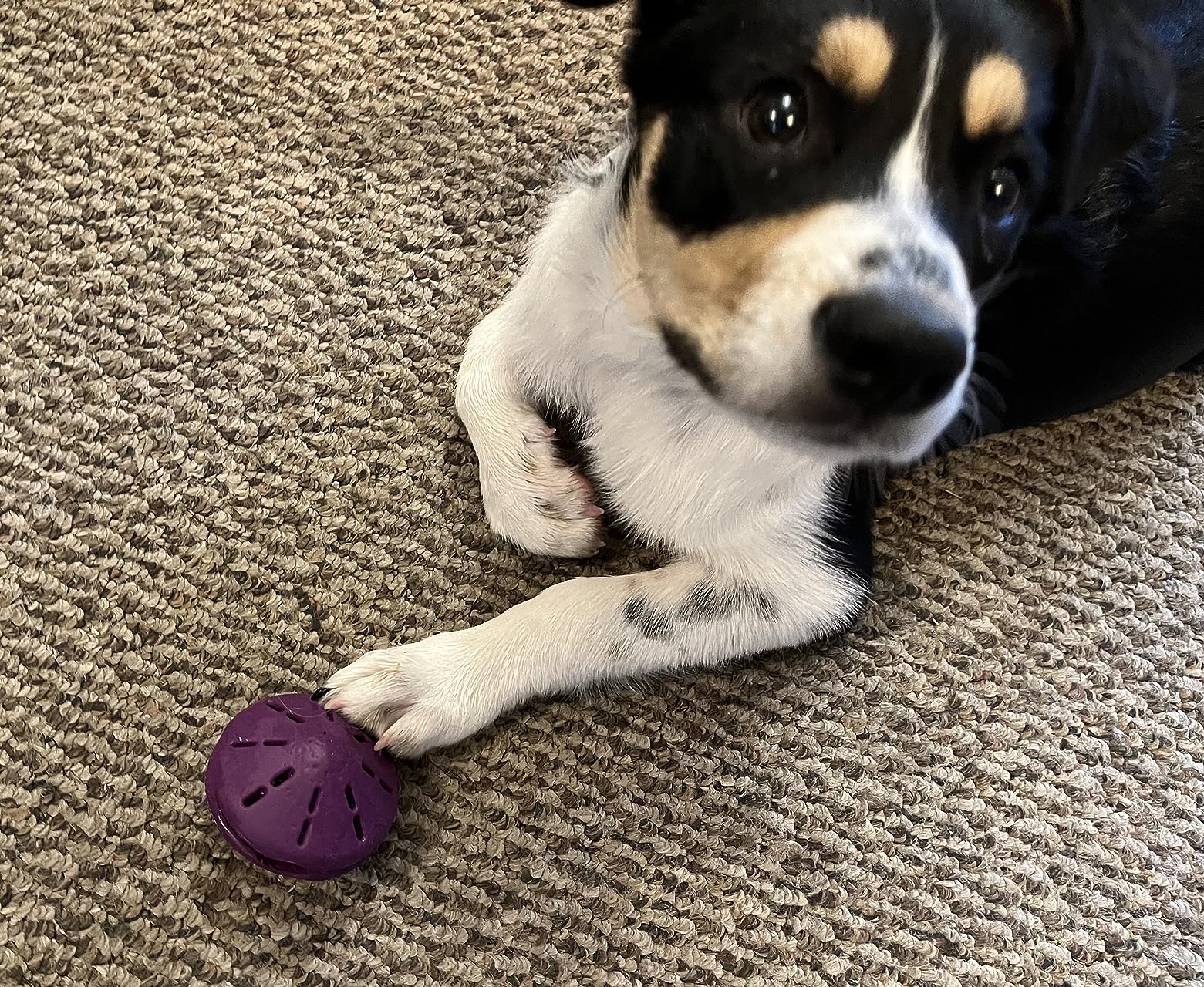 PetSafe Busy Buddy Twist'n Treat - BPA-Free Adjustable Meal Dispenser & Training Toy - Interactive Enrichment for Hard Chewers - Compatible with Hard & Smearable Treats - Helps Clean Teeth - Small customer photo 2