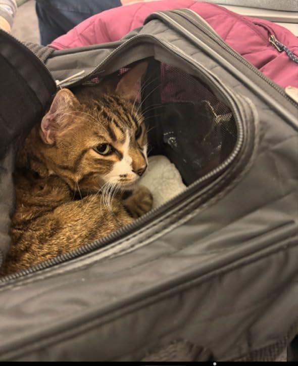 Sherpa Original Deluxe Travel Pet Carrier, Airline Approved & Guaranteed On Board - Black, Medium customer photo 1