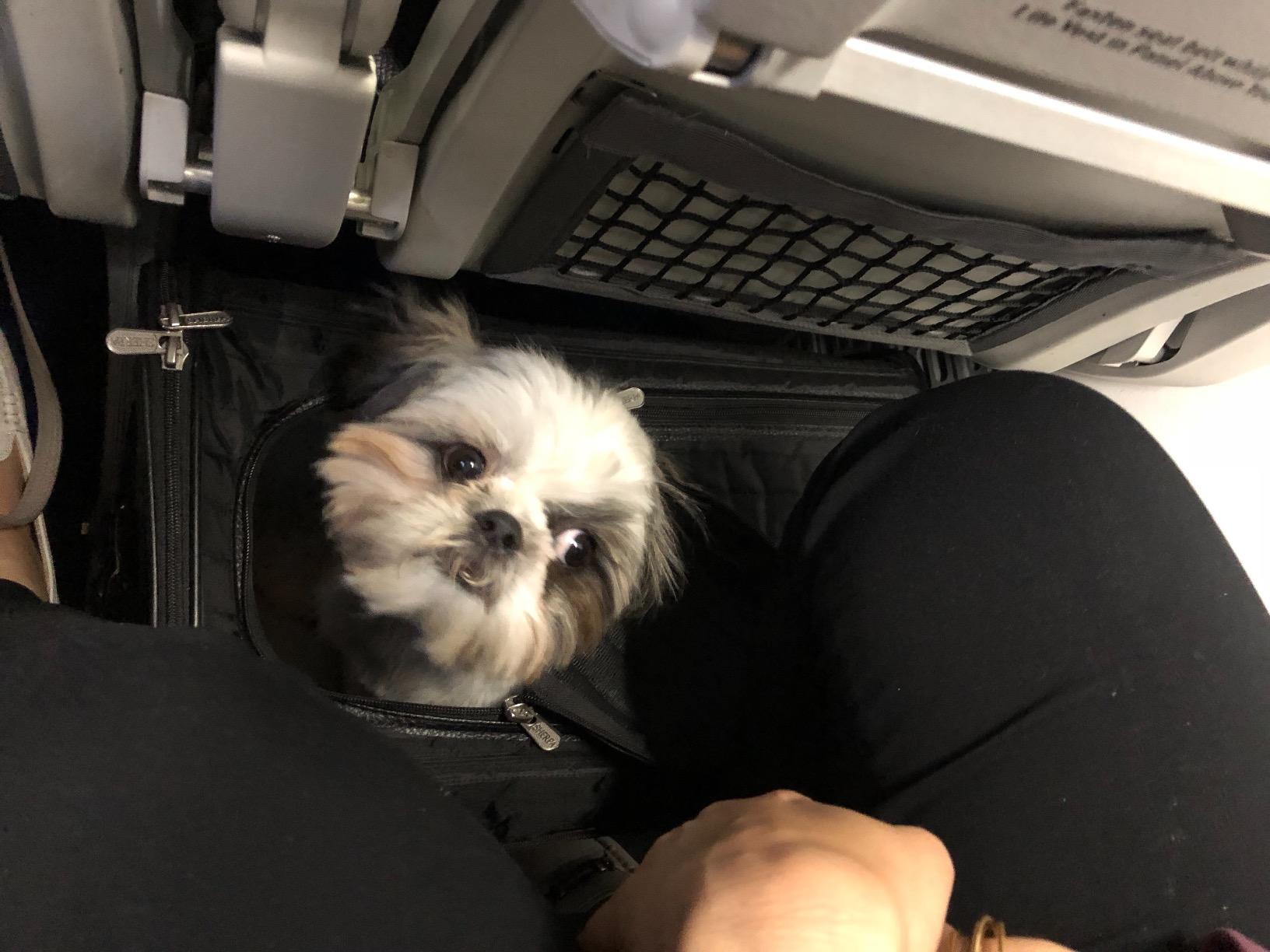 Sherpa Original Deluxe Travel Pet Carrier, Airline Approved & Guaranteed On Board - Black, Medium customer photo 2