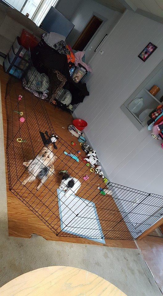 MidWest Homes for Pets 30-Inch Exercise Pen, for Indoor and Outdoor use, 16 Sq Feet of Play, Folding Dog Pen, No Door Design for Maximum Security, Easy to Set Up, Foldable Dog Playpen customer photo 2