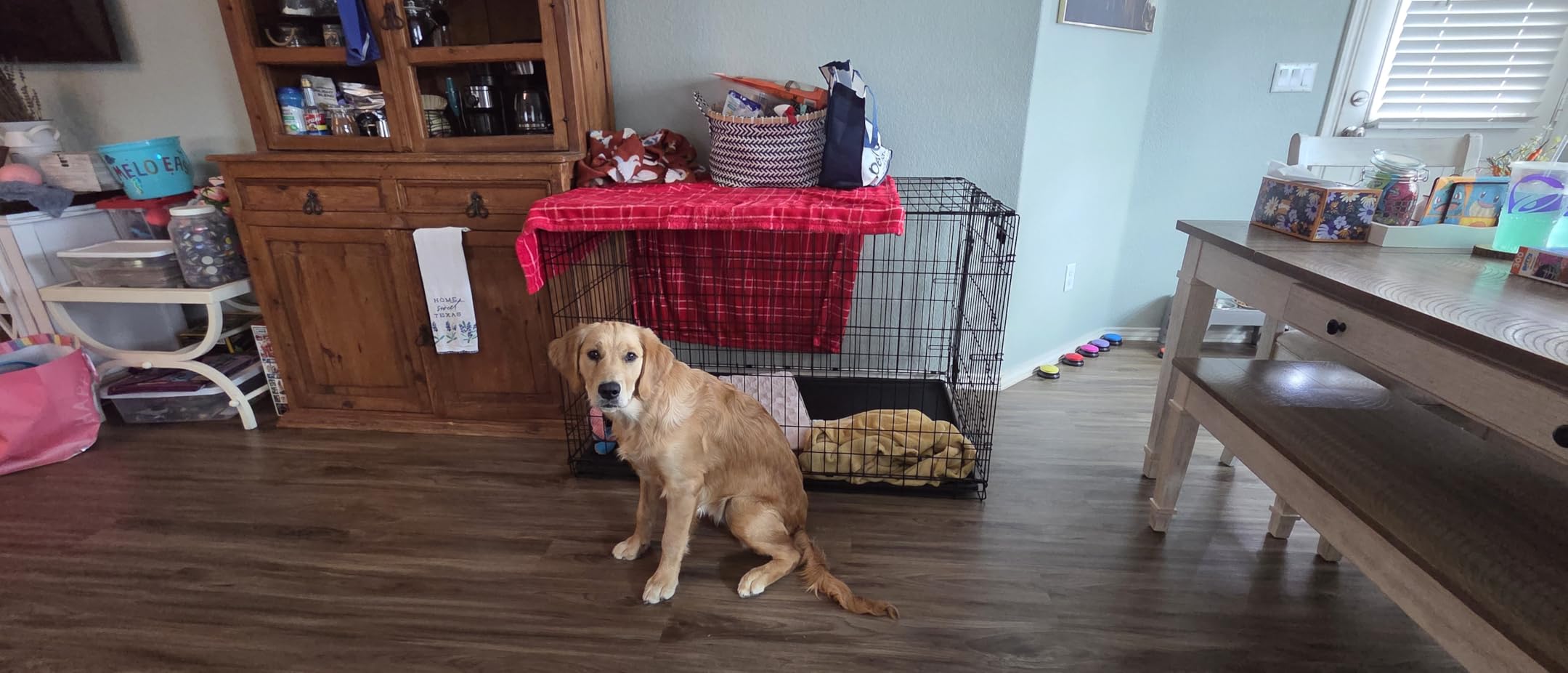 MidWest Homes for Pets 24-Inch iCrate for Small Breeds, 12-20 lbs, Single Door Folding Dog Crate with Divider Panel, Leak-Proof Tray & Secure Latch customer photo 2