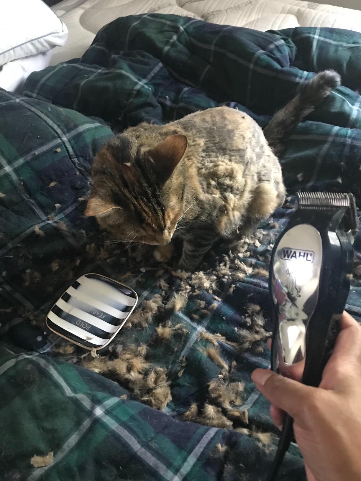 Wahl USA Clipper Pet-Pro Dog Grooming Kit - Electric Corded Dog Clipper for Dogs & Cats with Fine & Medium Coats - Model 9281-210 customer photo 1