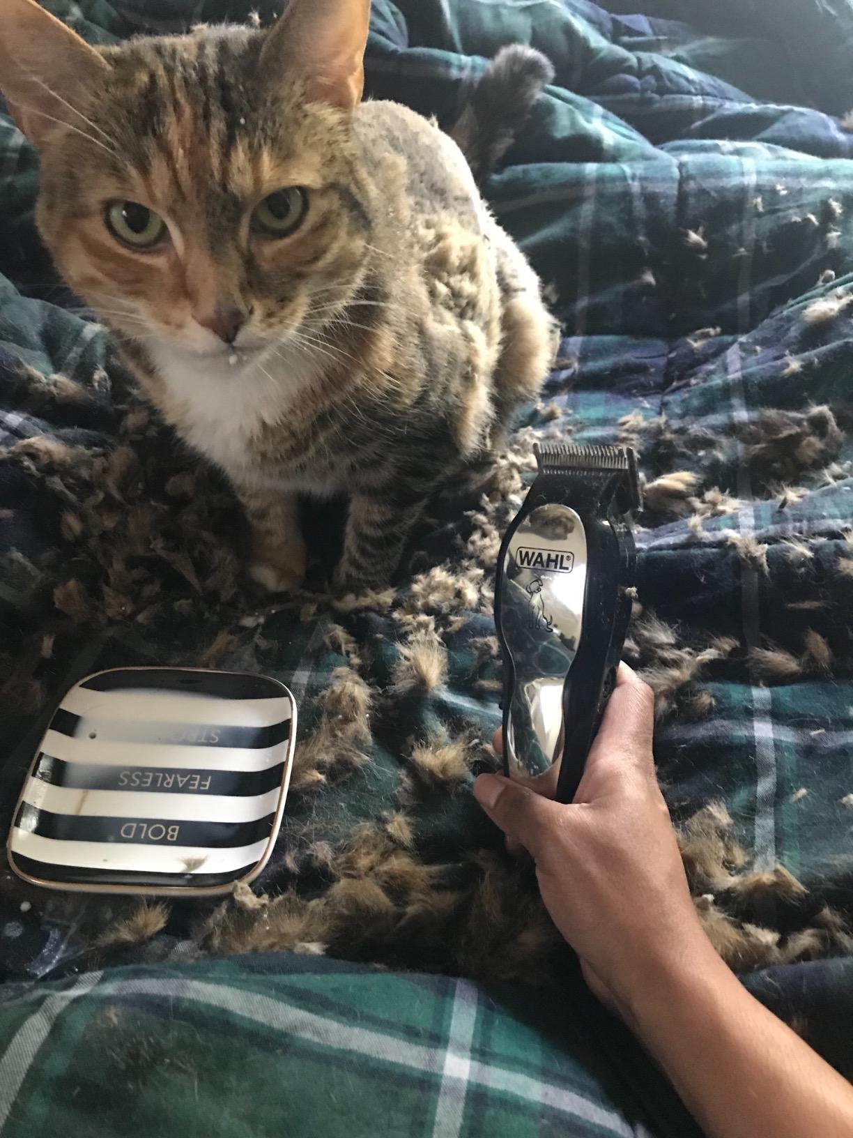 Wahl USA Clipper Pet-Pro Dog Grooming Kit - Electric Corded Dog Clipper for Dogs & Cats with Fine & Medium Coats - Model 9281-210 customer photo 2