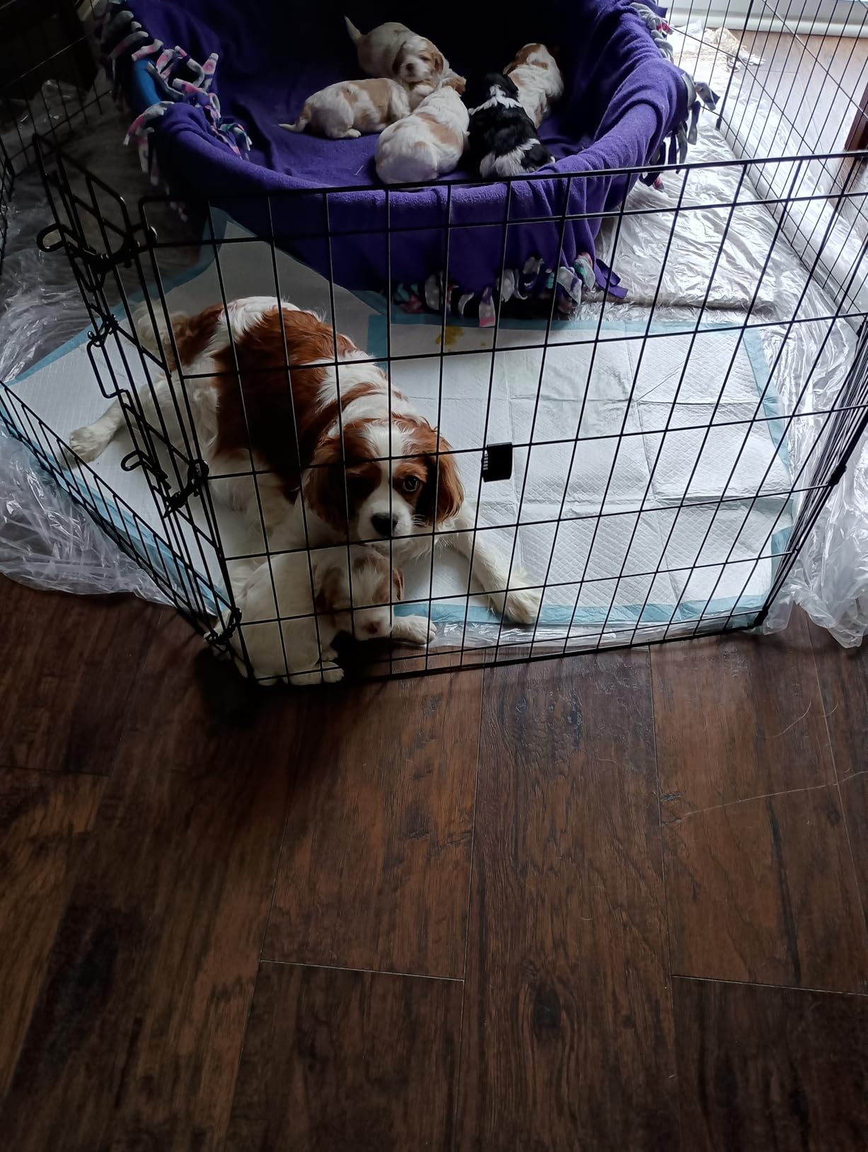 MidWest Homes for Pets 24-Inch Exercise Pen, for Indoor and Outdoor Use, 16 Sq Feet of Play, Single Door Folding Dog Pen, with Large Door Opening & Secure Latch, Easy to Set Up, Foldable Dog Playpen customer photo 2