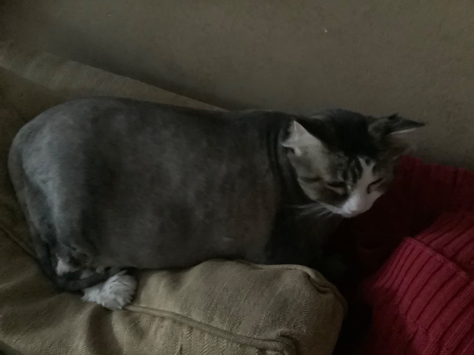 Wahl Professional Animal Arco Pet, Dog, Cat, and Horse Cordless Clipper Kit, Champagne (8786-452) customer photo 2