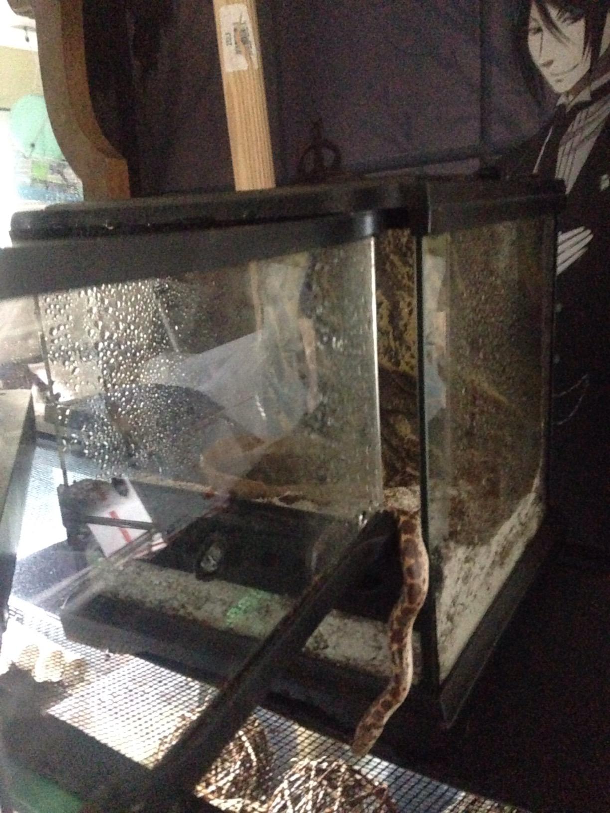Exo Terra Glass Nano Terrarium Kit for Reptiles and Amphibians, Nano Tall - 8 x 8 x 12 Inches customer photo 1