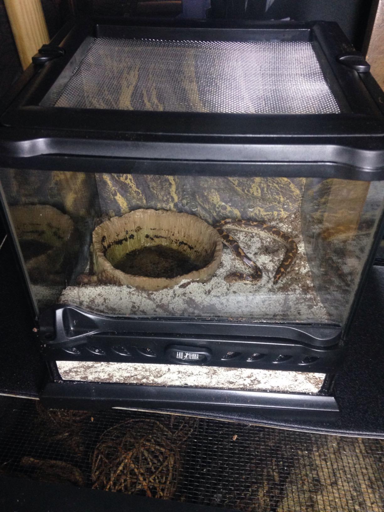 Exo Terra Glass Nano Terrarium Kit for Reptiles and Amphibians, Nano Tall - 8 x 8 x 12 Inches customer photo 2