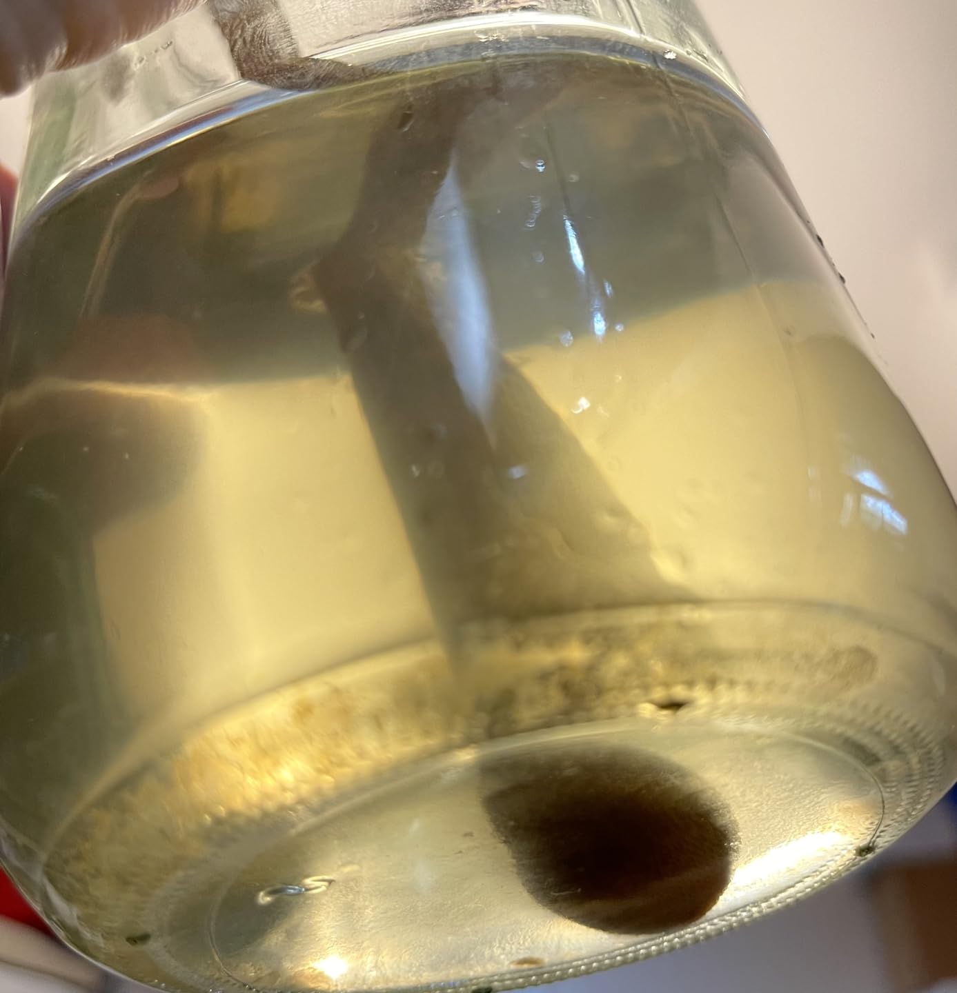 Quarter Cup Florida Sun Kefir Exclusive LIVE Prickly Pear Cactus Nodules Virgin Water Kefir Grains Unused customer photo 1