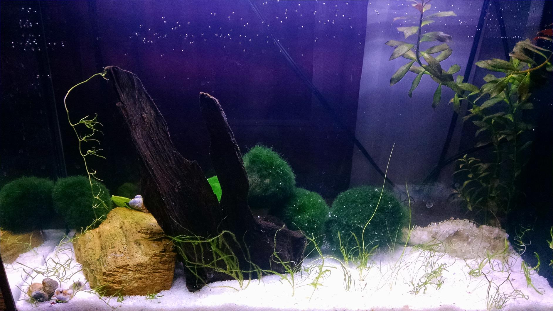 Fluval SPEC Aquarium Kit, Aquarium with LED Lighting and 3-Stage Filtration System, 5-Gallon customer photo 1
