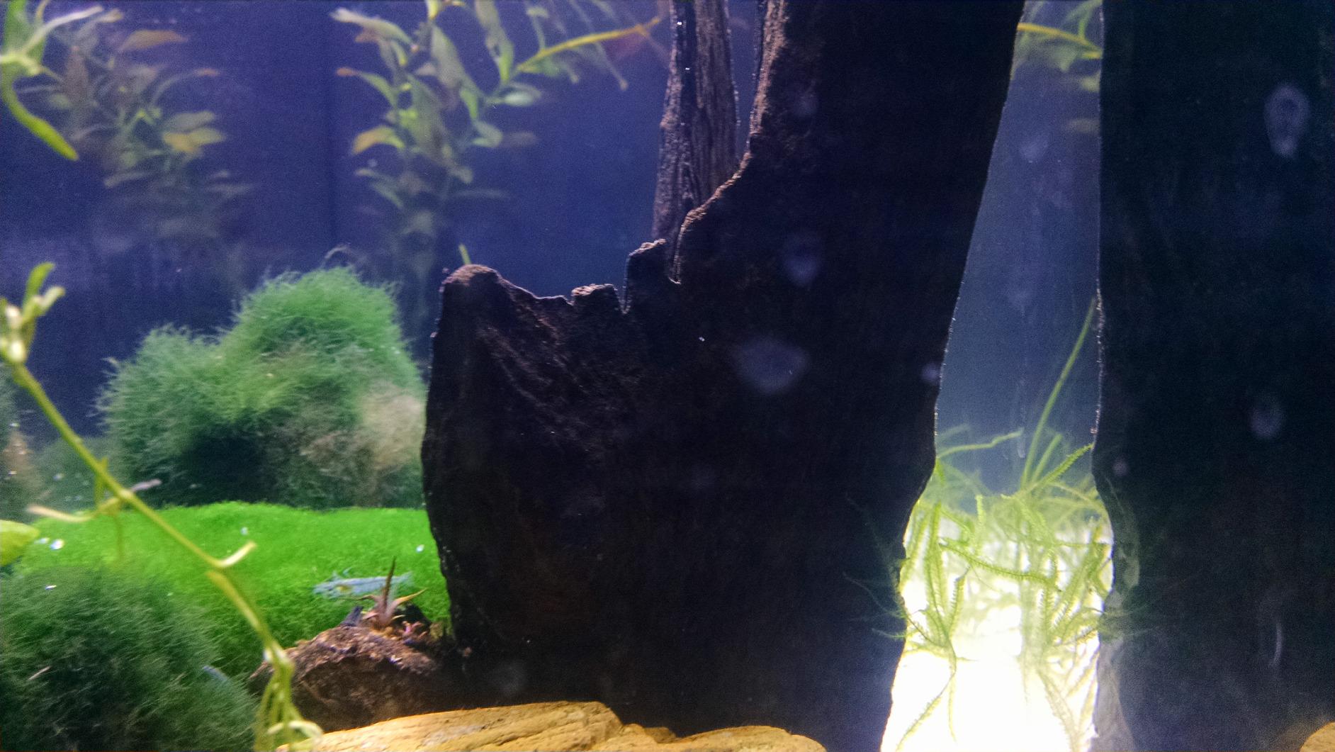 Fluval SPEC Aquarium Kit, Aquarium with LED Lighting and 3-Stage Filtration System, 5-Gallon customer photo 2