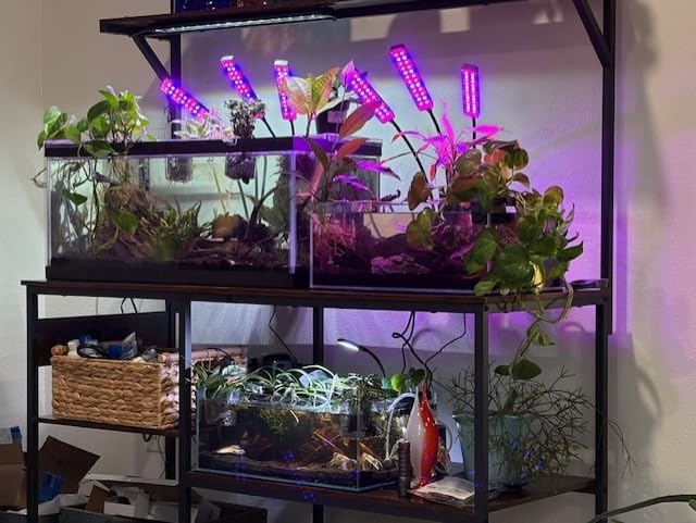 LANDEN 60P 16 Gallon Rimless Low Iron Aquarium Tank, 23.6