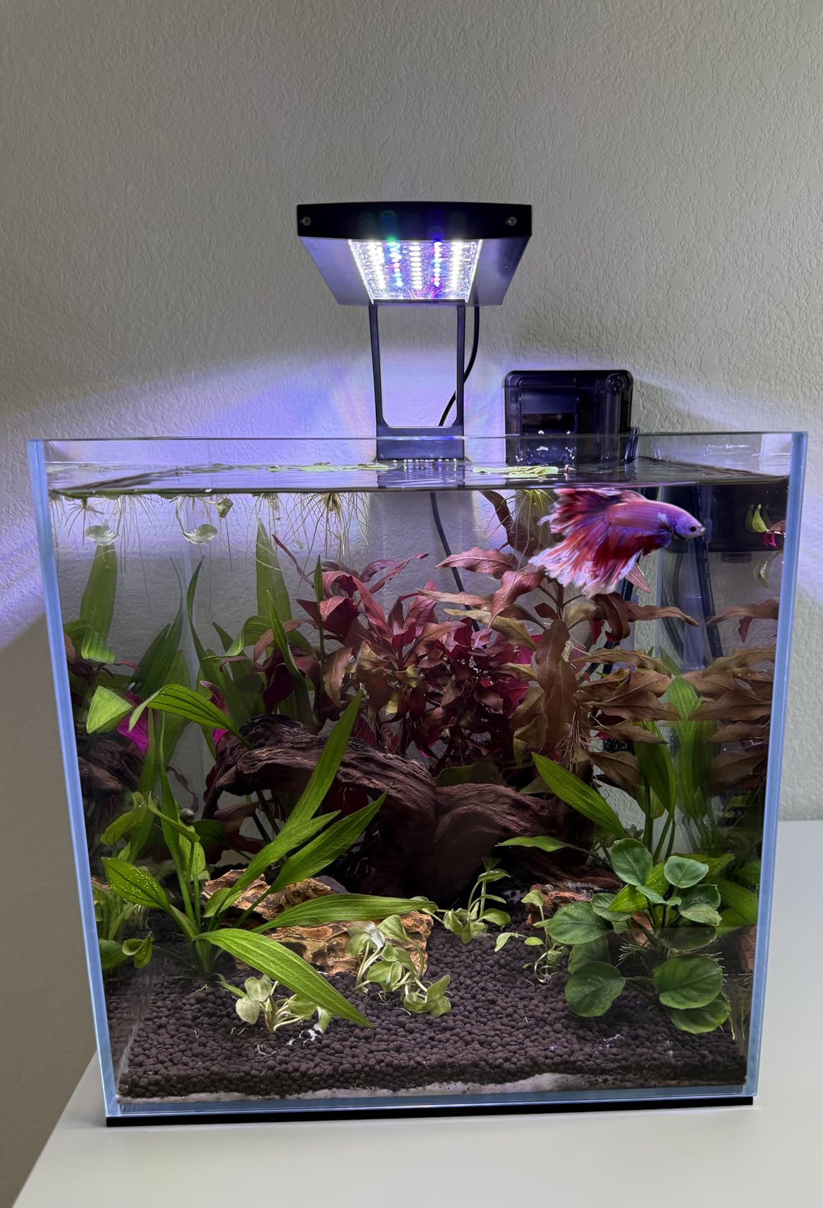 LANDEN 60P 16 Gallon Rimless Low Iron Aquarium Tank, 23.6