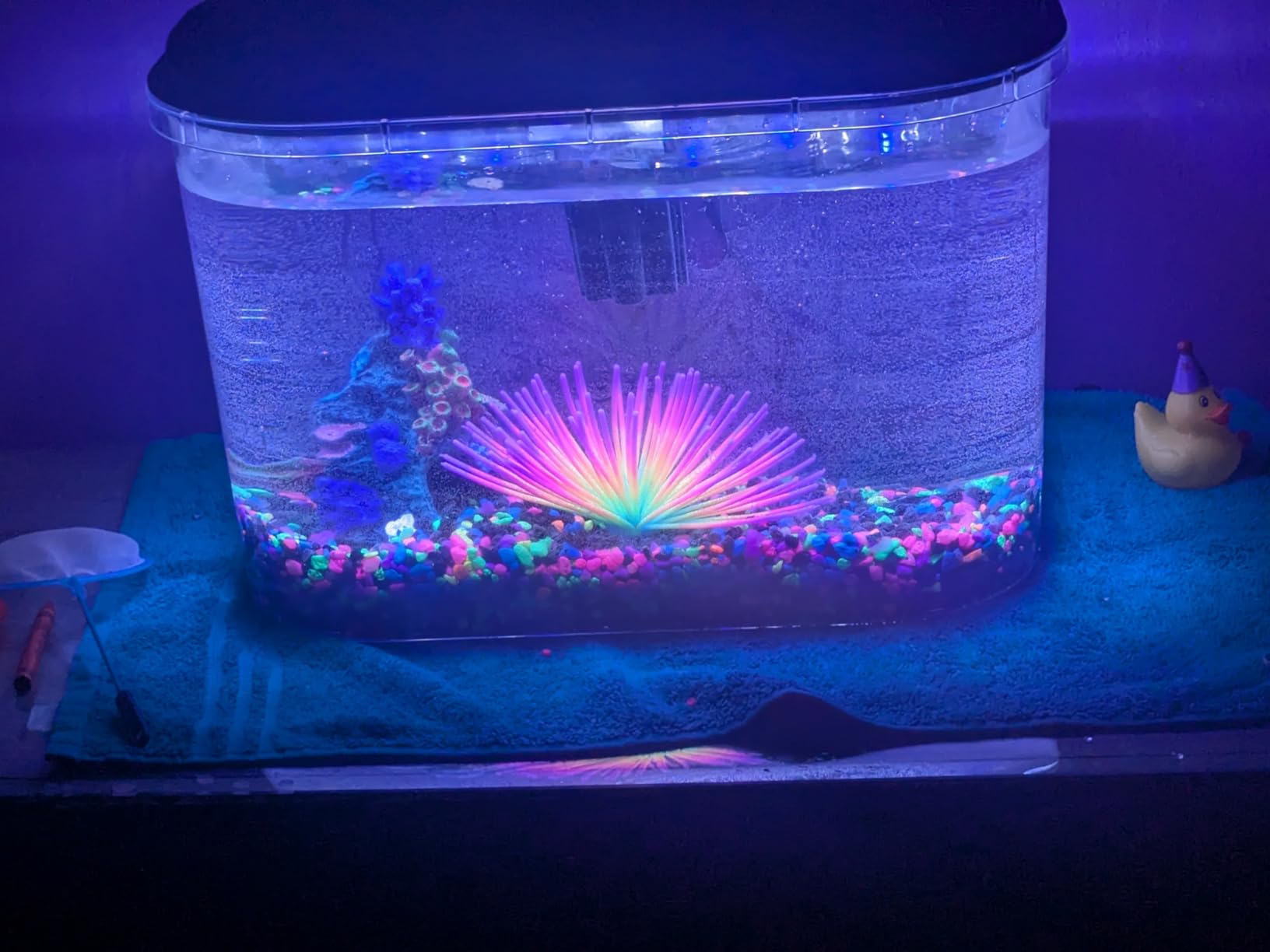 Koller Products 5-Gallon Aquarium Kit with LED Lighting and Power Filter, Ideal for a Variety of Tropical Fish customer photo 1