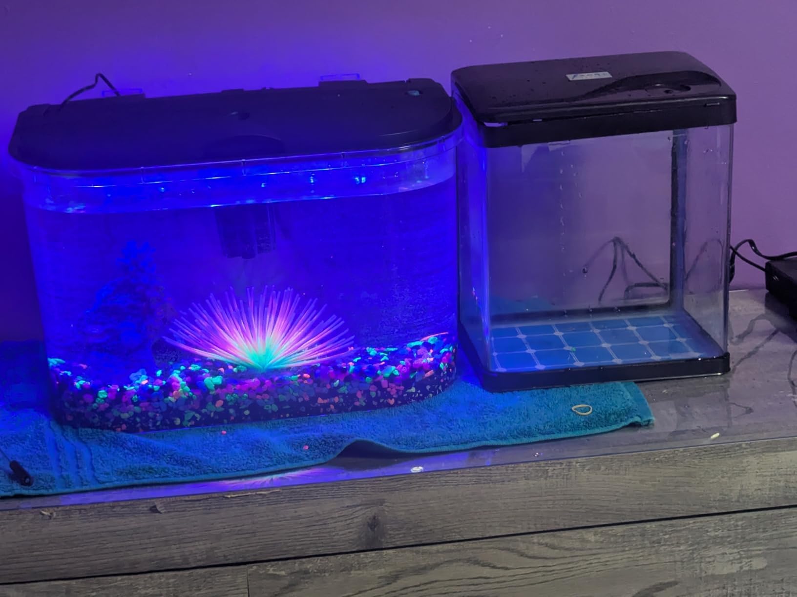 Koller Products 5-Gallon Aquarium Kit with LED Lighting and Power Filter, Ideal for a Variety of Tropical Fish customer photo 2