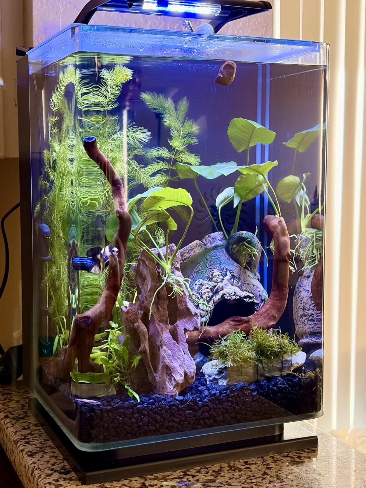 Marineland Portrait Glass LED Aquarium Kit, 5 Gallons, Hidden Filtration, Black customer photo 1