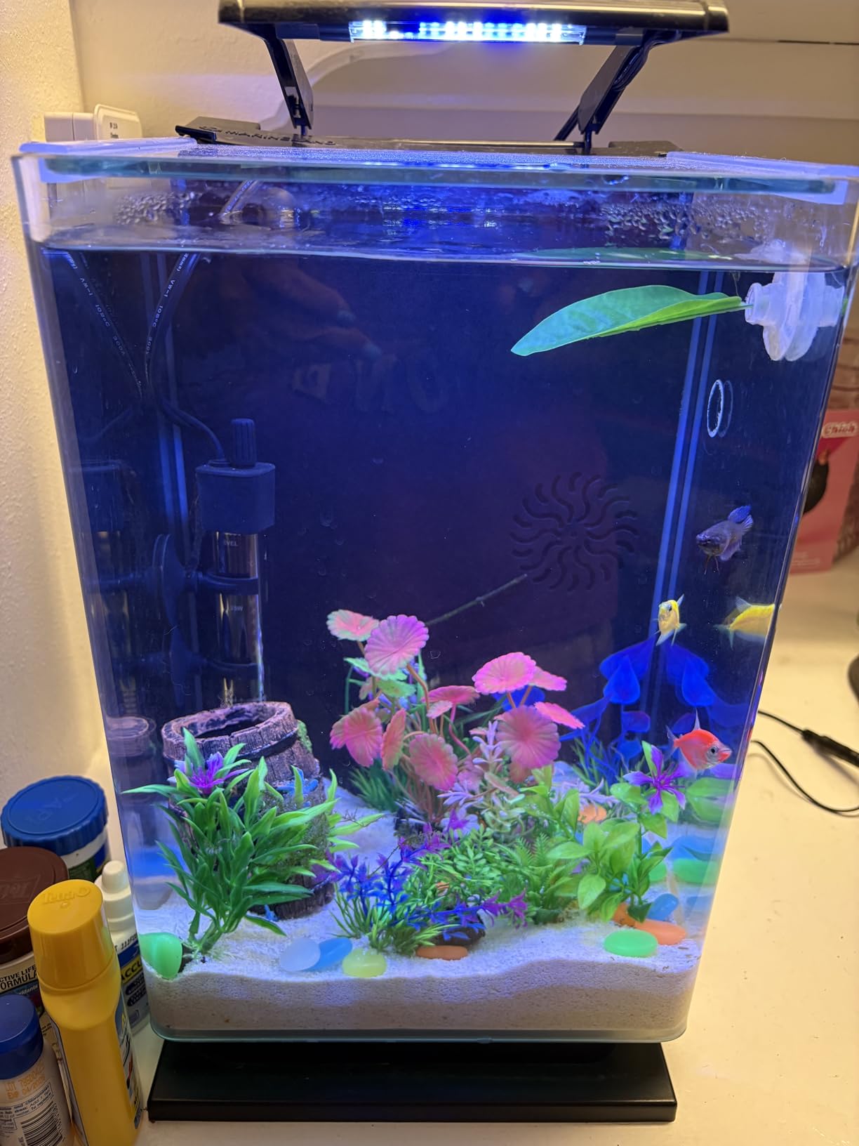 Marineland Portrait Glass LED Aquarium Kit, 5 Gallons, Hidden Filtration, Black customer photo 2