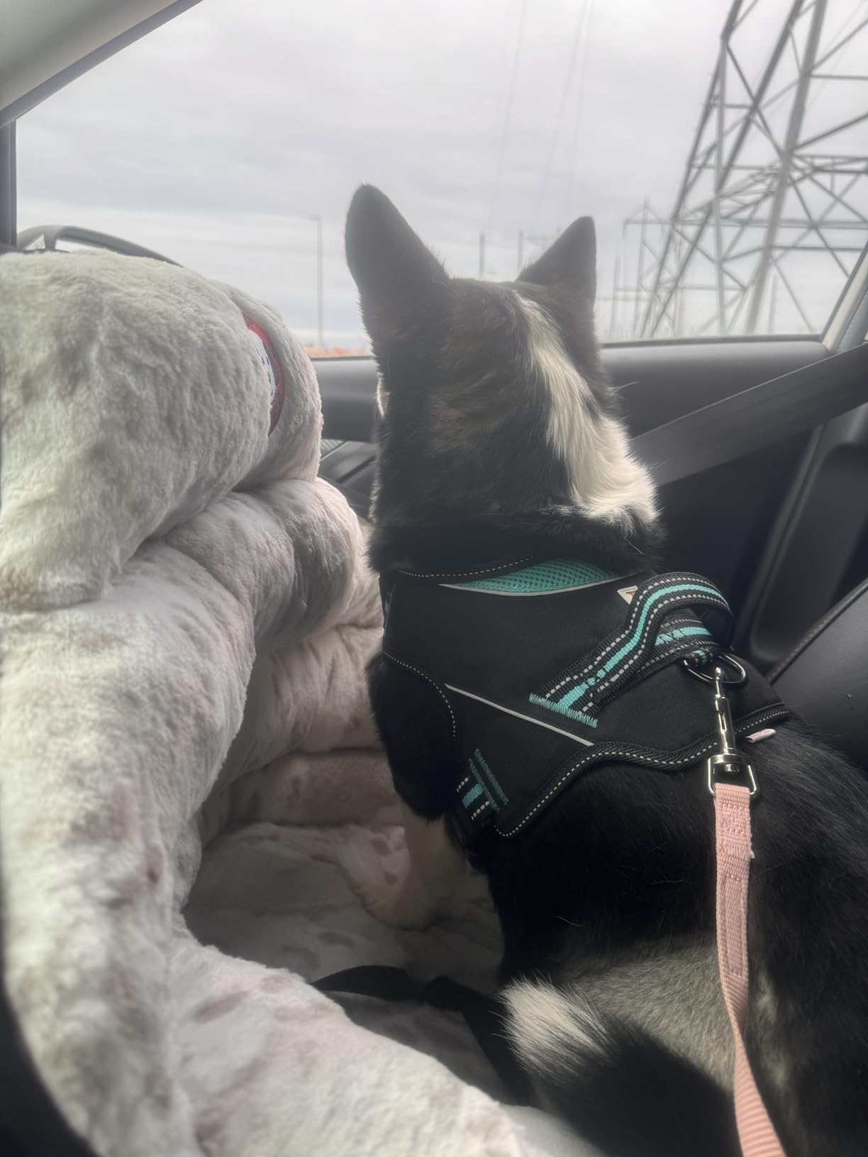PupSaver Dog Car Seats for Small and Medium Dogs | Crash-Tested Dog Bed for Cars | Compatible with Seat Belt Harness | Ideal for Dogs Up to 30lbs | Soft and Safe (Snow Leopard) customer photo 1