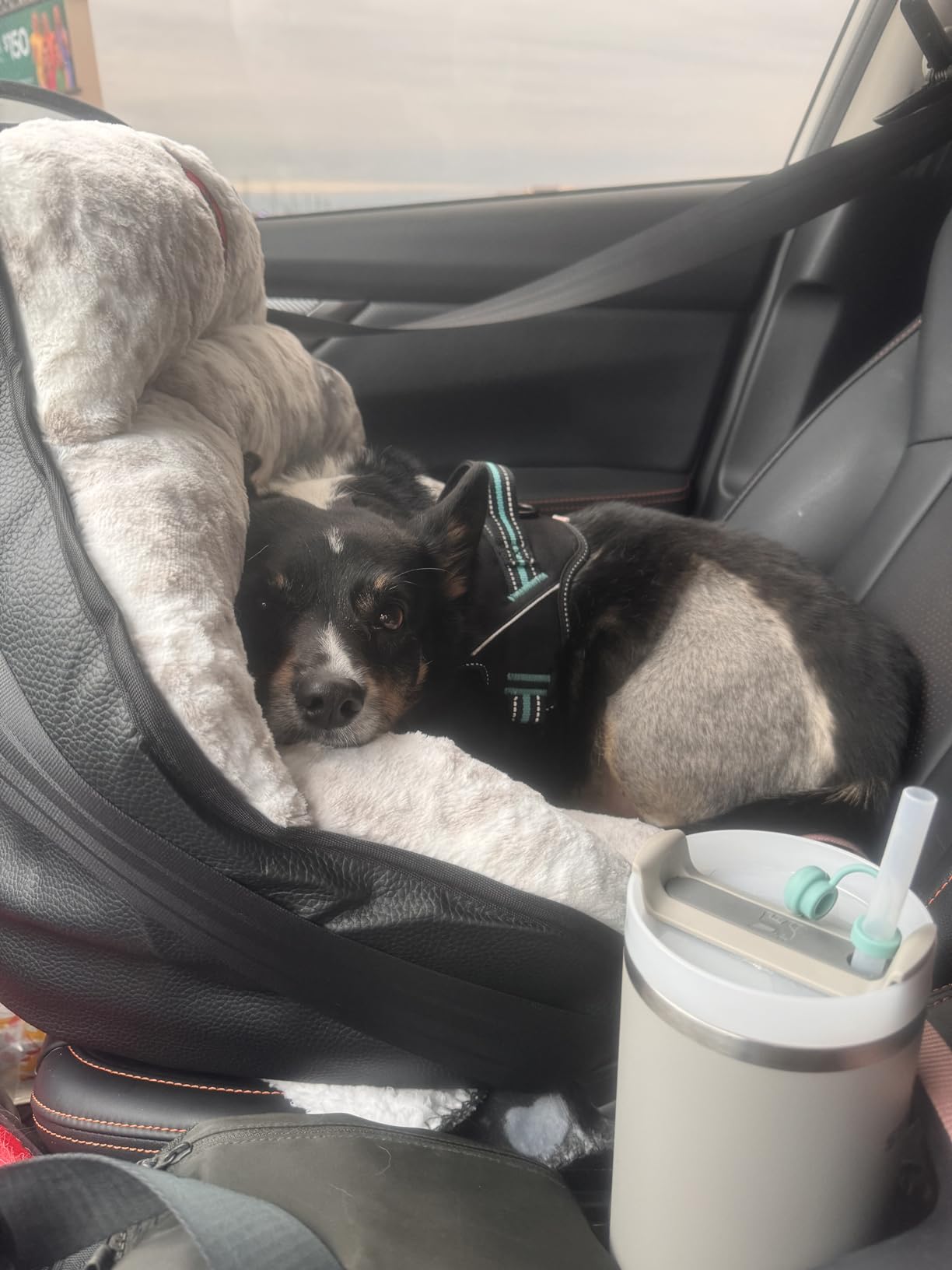 PupSaver Dog Car Seats for Small and Medium Dogs | Crash-Tested Dog Bed for Cars | Compatible with Seat Belt Harness | Ideal for Dogs Up to 30lbs | Soft and Safe (Snow Leopard) customer photo 2