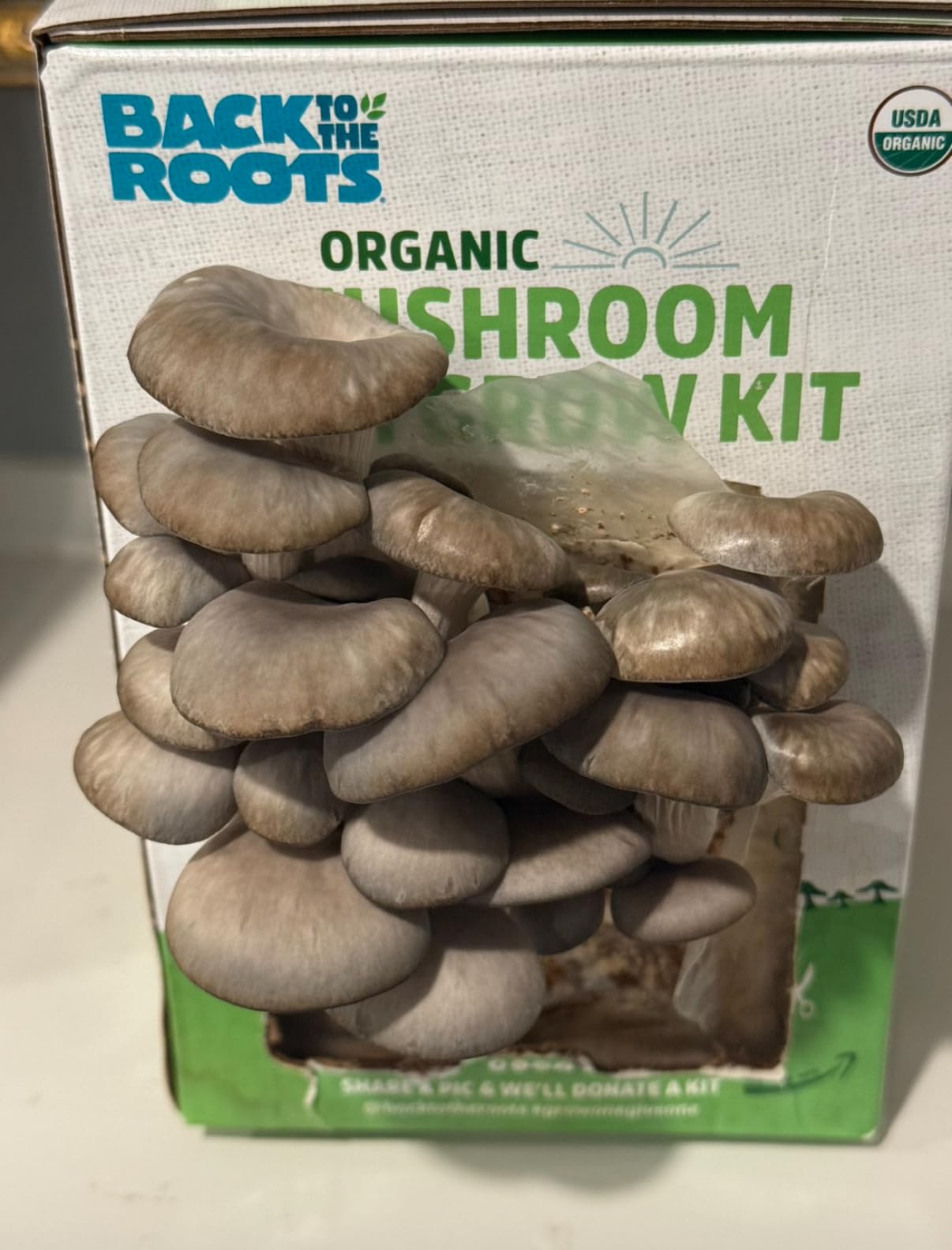 Back to the Roots Organic Mini Mushroom Grow Kit, Harvest Gourmet Oyster Mushrooms In 10 days customer photo 2