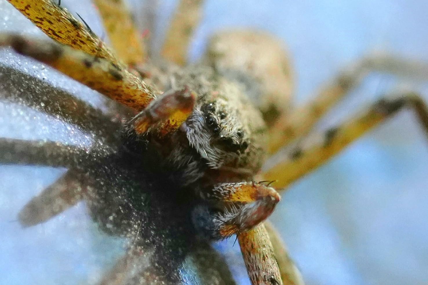 Sony SEL90M28G FE 90mm f/2.8 Macro G OSS Lens customer photo 1