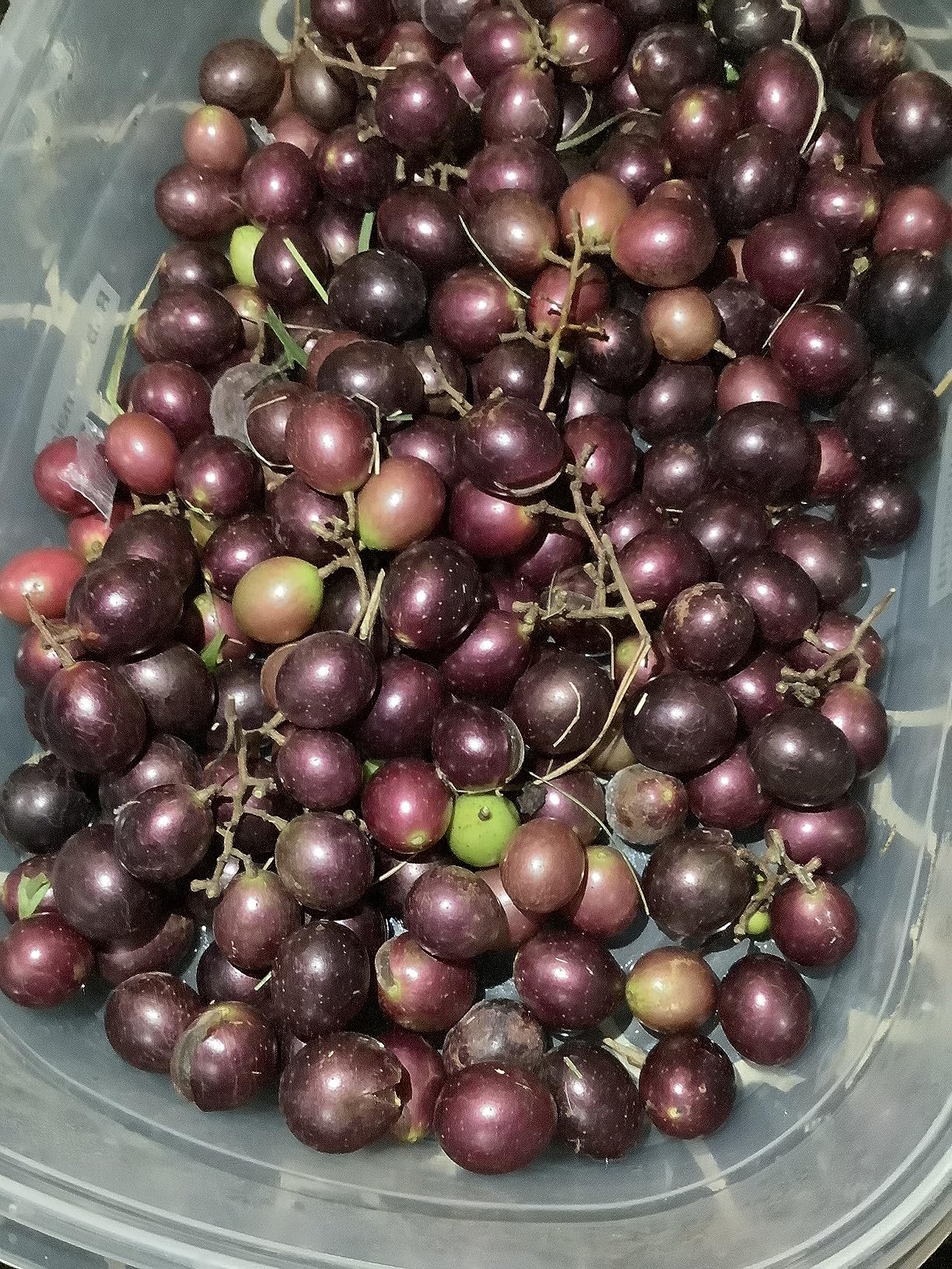 Home Brew Ohio Upgraded 1 Gallon Wine from Fruit Kit customer photo 2