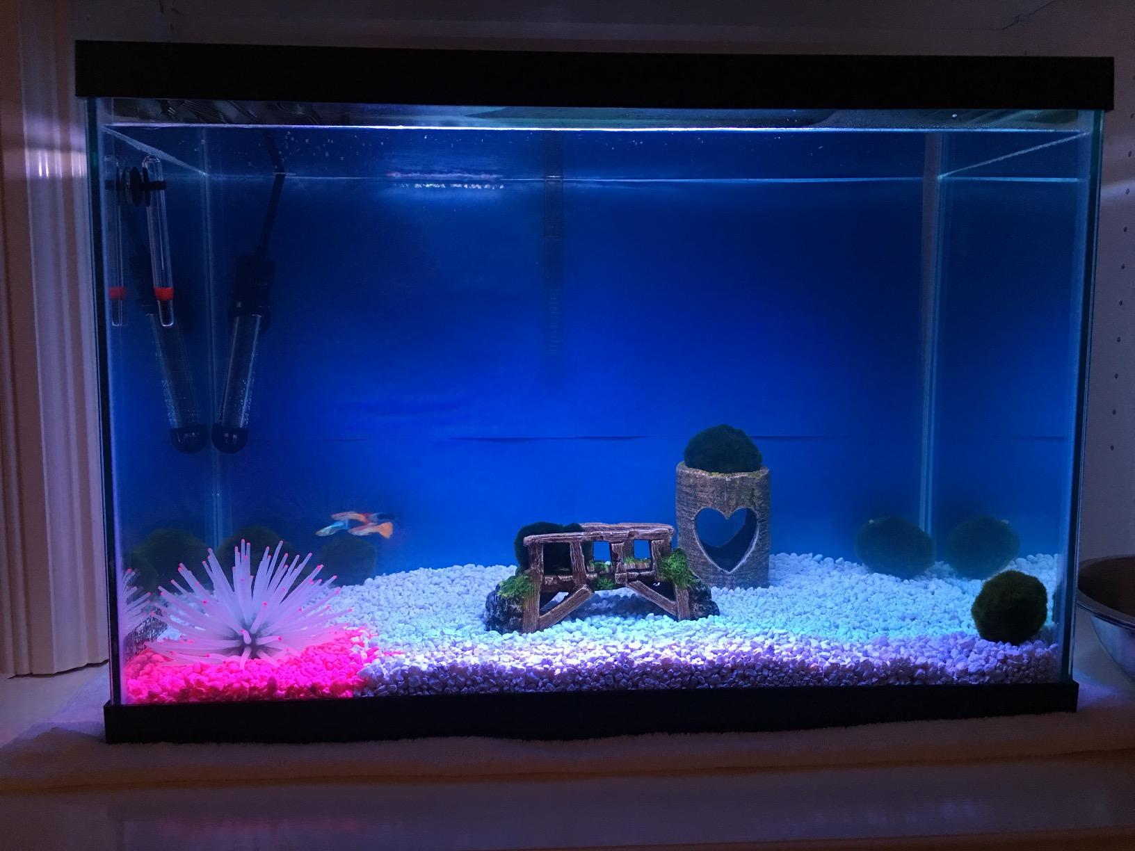 Tetra ColorFusion Aquarium 20 Gallon Fish Tank Kit, Includes LED Lighting and Decor customer photo 2