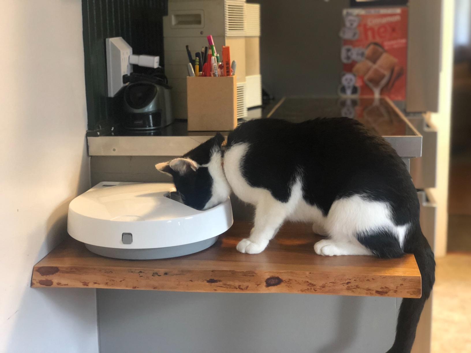 Cat Mate C500 Automatic 5 Bowl Digital Timer-Controlled Pet Feeder - for Cats and Small Dogs, Wet or Dry Food, Includes Twin Ice Packs, 5 Meals Up to 0.73 lb Each, White customer photo 1