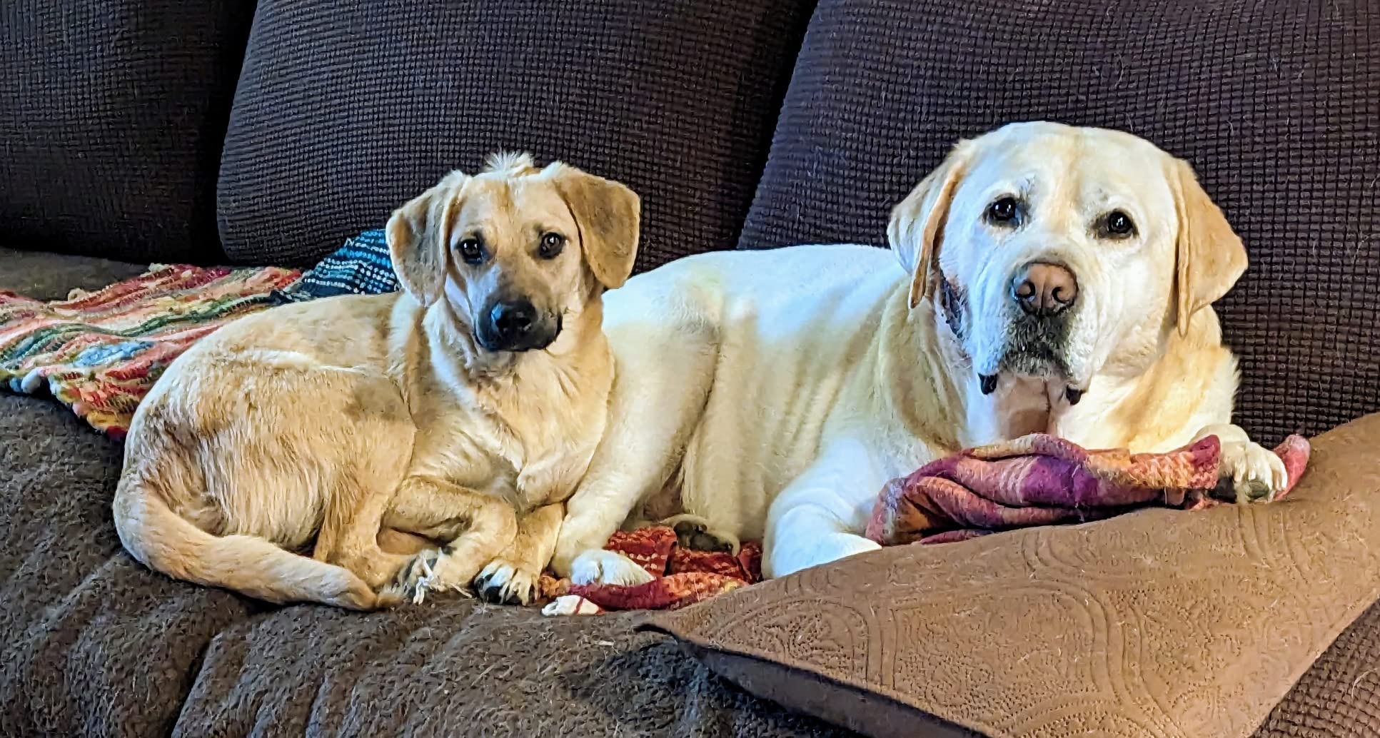 Embark Breed & Health Kit - Dog DNA Testing Kit - Discover Breed, Ancestry, Relative Finder, Genetic Health, Traits, Allergy Risk Scores customer photo 2