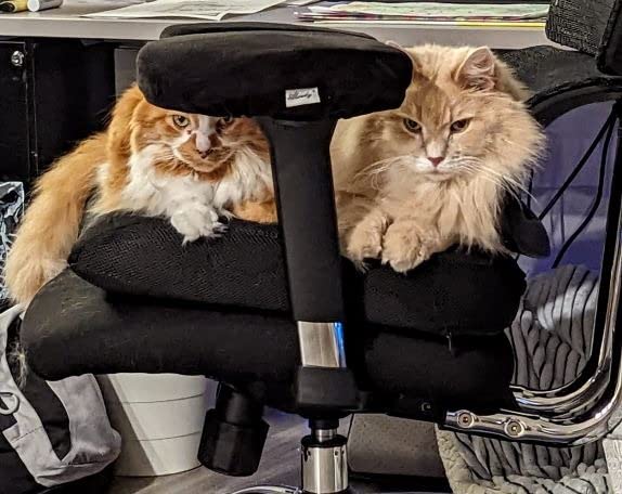 Xtreme Comforts Seat Cushions | Office Chair Cushions for Desk, Car, Wheelchair| Ergonomic Memory Foam Seat Cushion for Support & Comfort | Helps Improve Sitting Posture for Work & Body Relief (1 Pc) customer photo 1