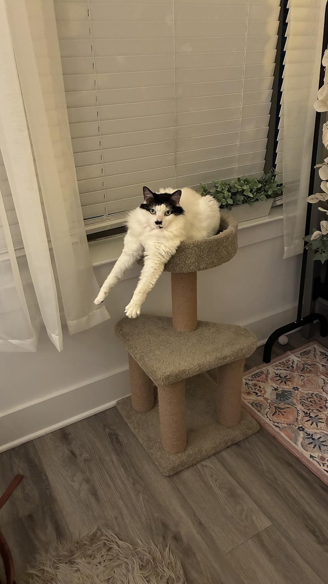 Amazon Basics Cat Tree Tower - Multi-Level Climbing Activity Center for Indoor Cats & Kittens with Scratching Posts, Platform, Jute Rope, Large (45.9
