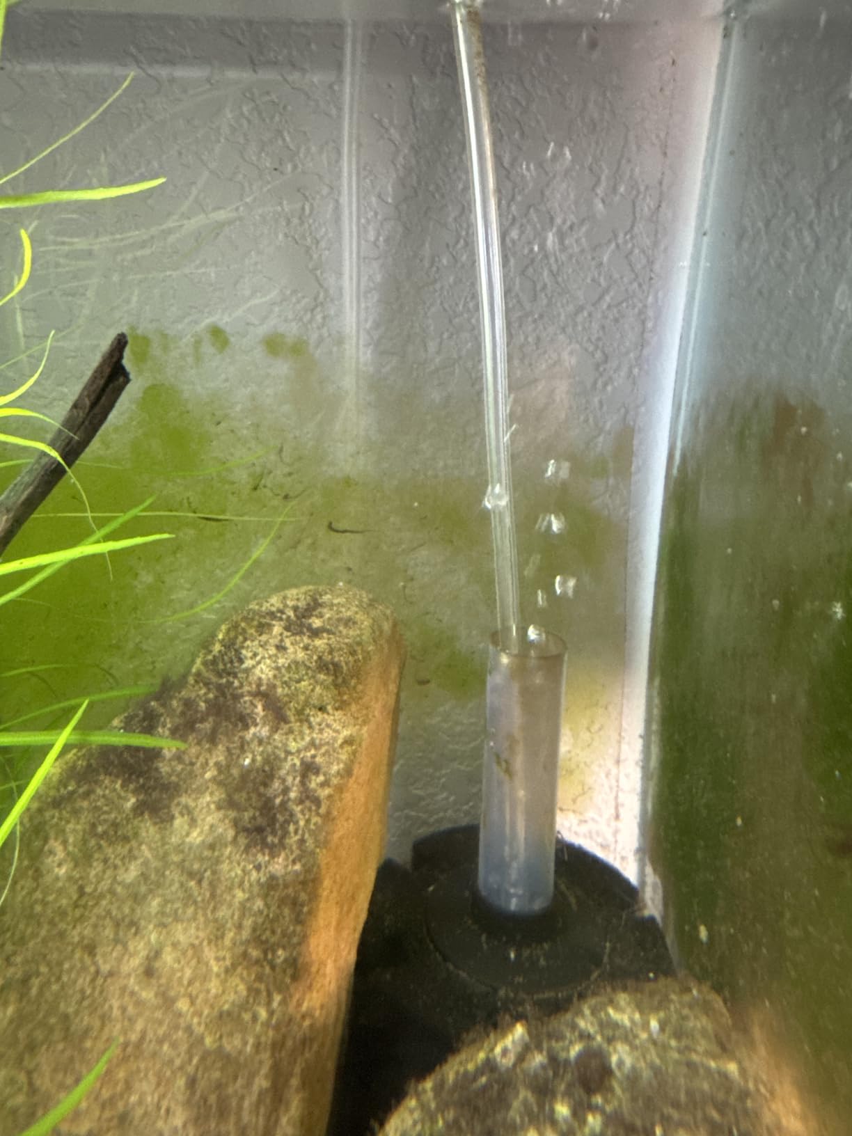 AQUANEAT Aquarium Bio Sponge Filter Breeding Fry Betta Shrimp Nano Fish Tank (Large up to 60Gal) customer photo 2
