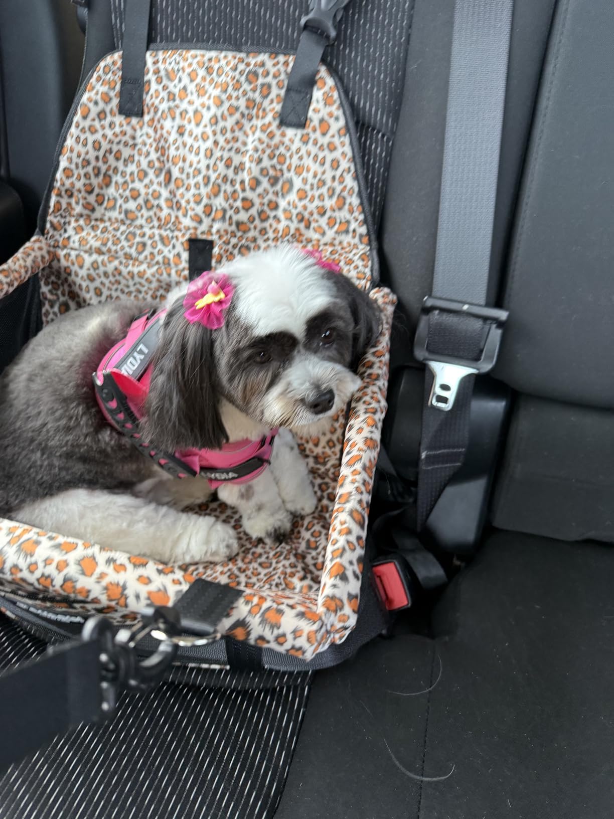 Petbobi Pet Reinforce Car Booster Seat for Dog Cat Portable and Breathable Bag with Seat Belt Dog Carrier Safety Stable for Travel Look Out, with Clip on Leash with PVC Tube, Pink customer photo 2