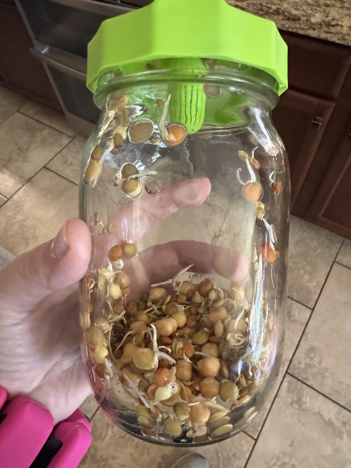 Masontops Bean Screen Sprouts Growing Kit - Sprouting Lids & Sprout Mixes Microgreens Growing Kit - Sprouting Kit Wide Mouth Mason Jar Strainer Lid customer photo 1