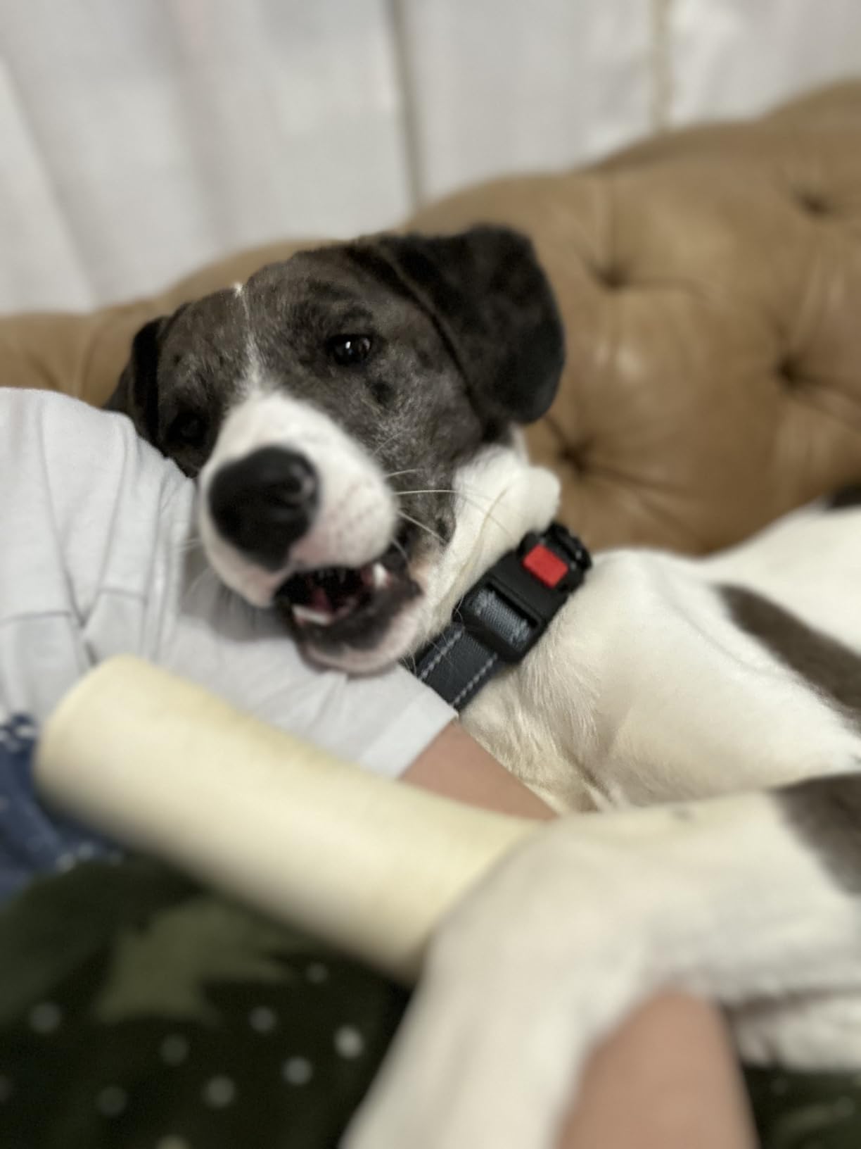 Embark Breed Identification Kit - Most Accurate Dog DNA Testing Kit - 99% Breed Ancestry Accuracy for Mixed Breed Dogs - Plus Relative Finder & Family Tree customer photo 2