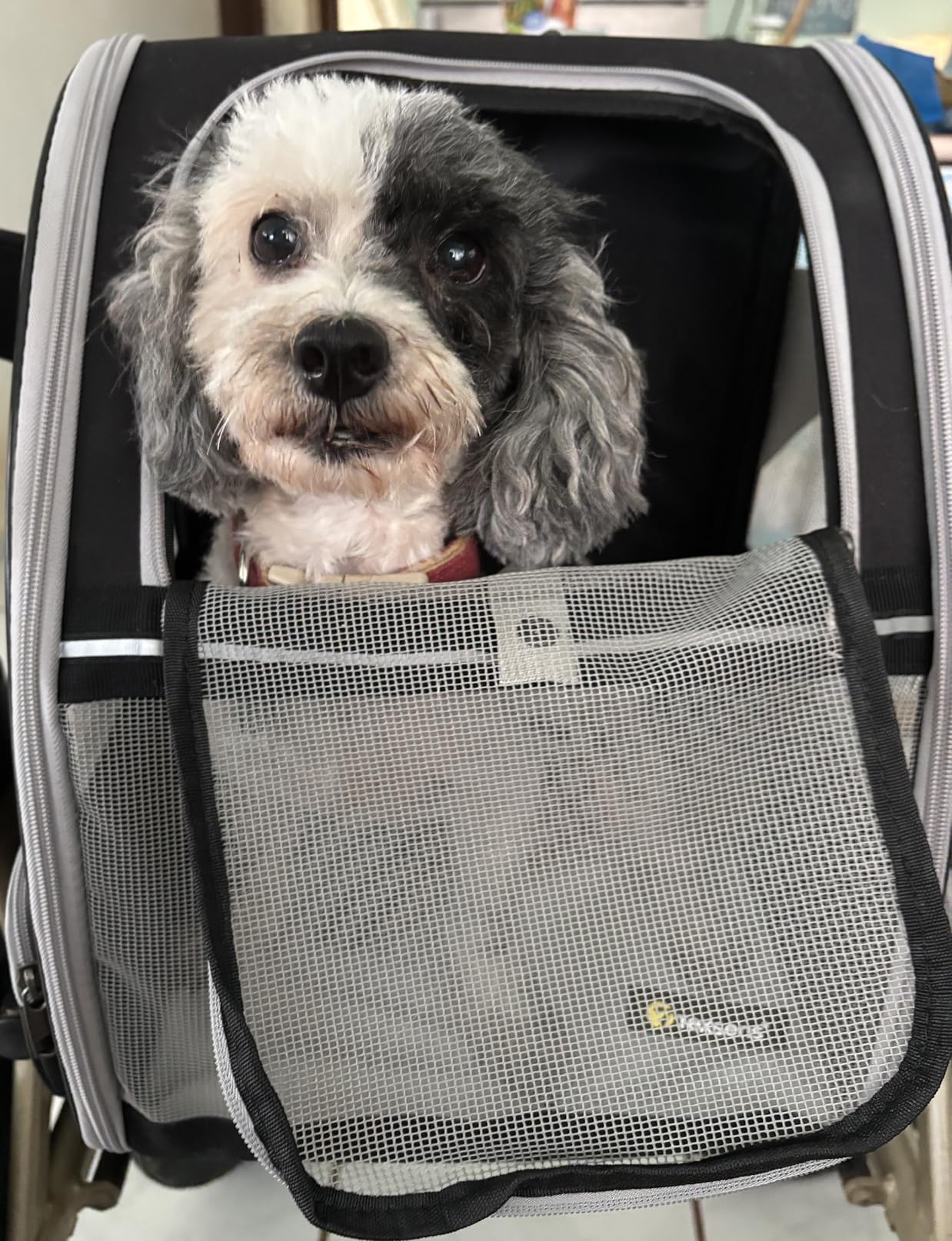Texsens Innovative Traveler Bubble Backpack Pet Carriers for Cats and Dogs (Black) customer photo 1