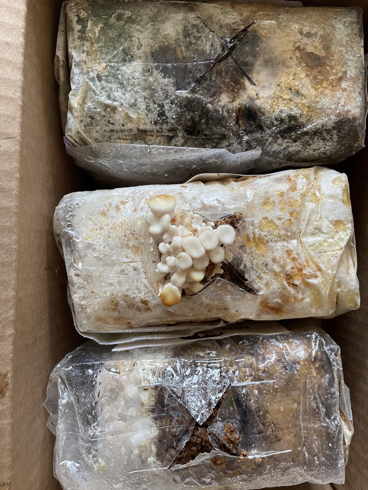 Forest Origins Specialty Trio Oyster Mushroom Grow Kit 3-Pack Variety - Beginner Friendly & Easy to Use, Grows in 10 Days customer photo 1