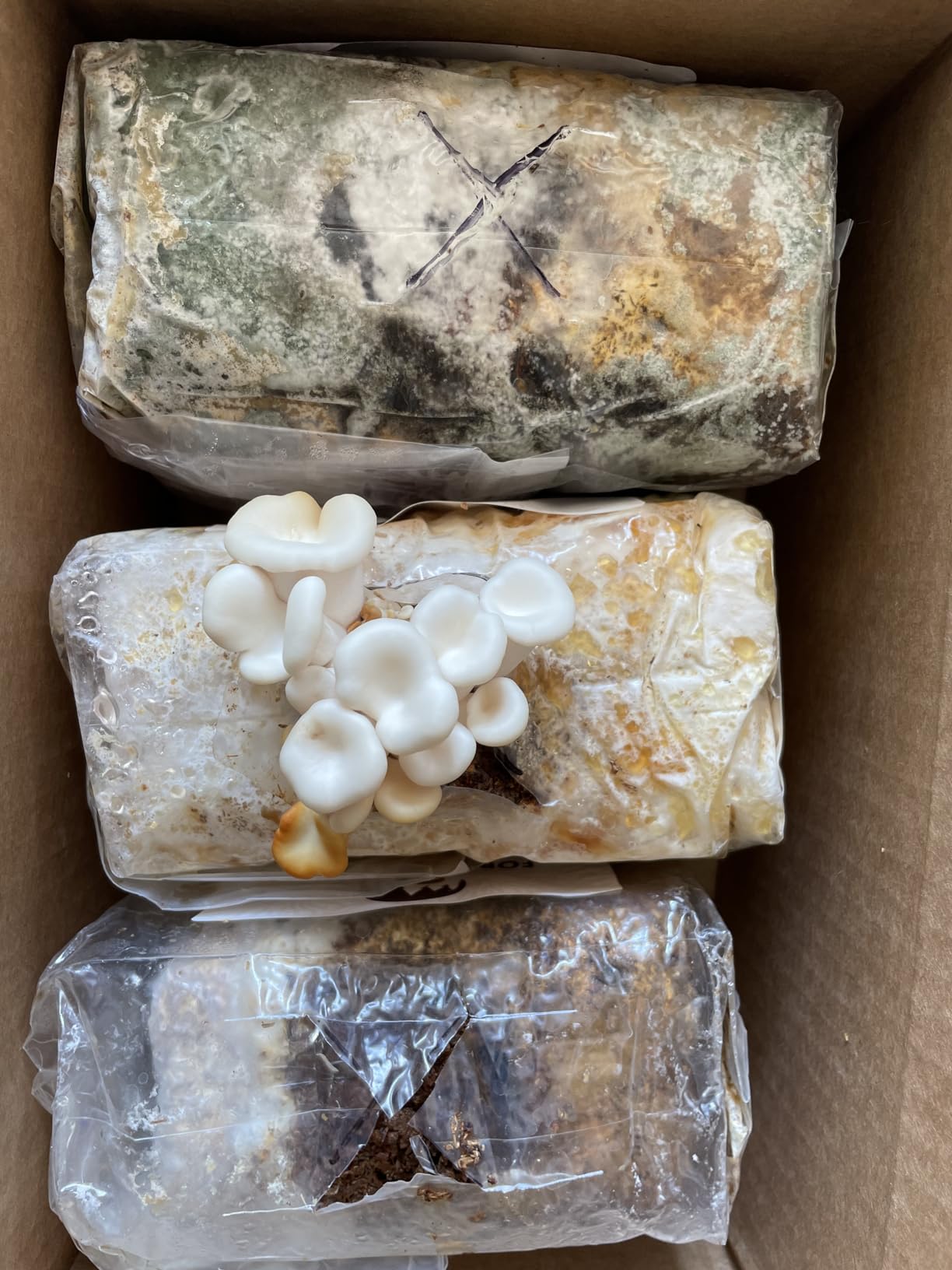 Forest Origins Specialty Trio Oyster Mushroom Grow Kit 3-Pack Variety - Beginner Friendly & Easy to Use, Grows in 10 Days customer photo 2