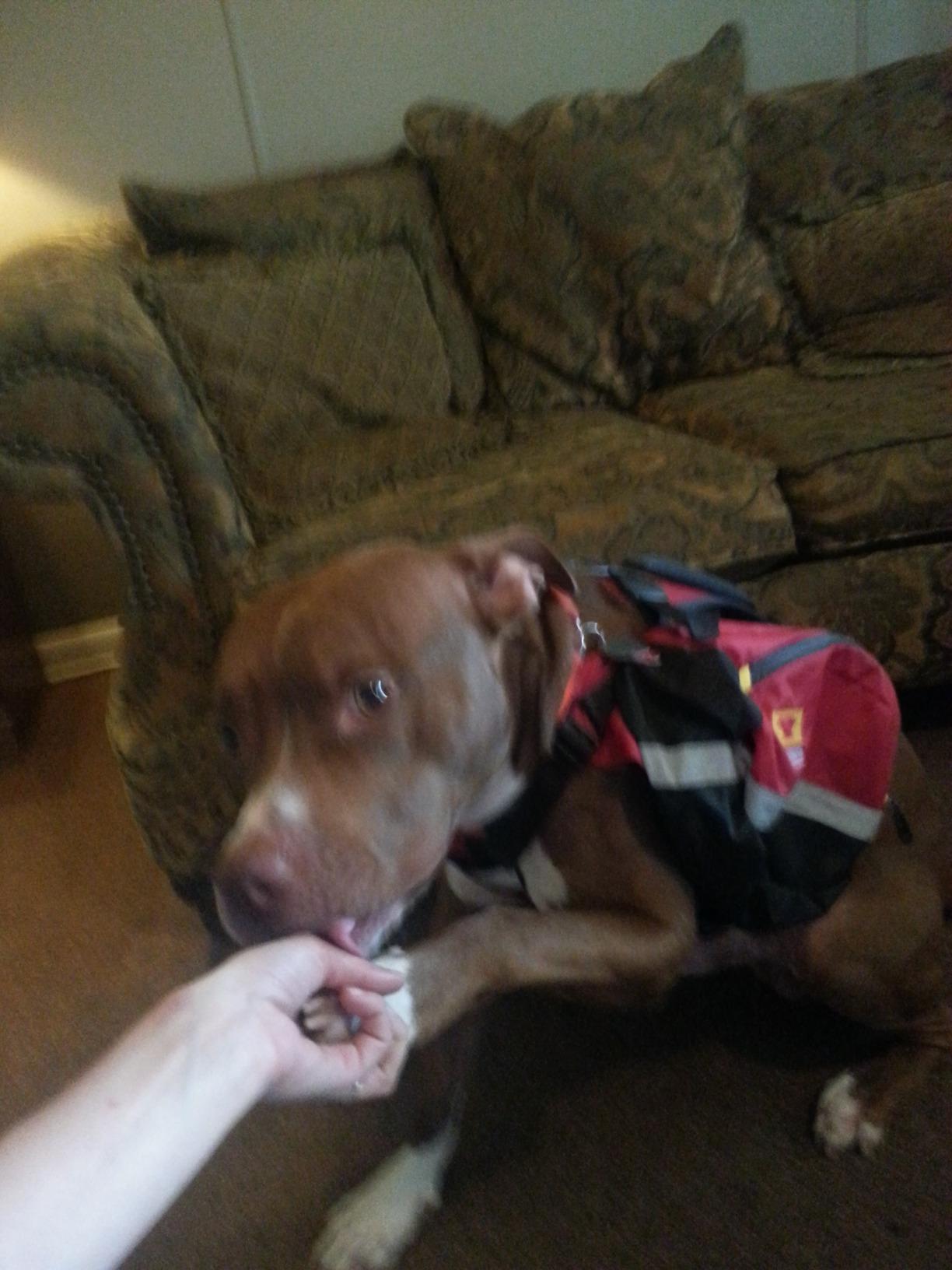 Mountainsmith K-9 Pack customer photo 2