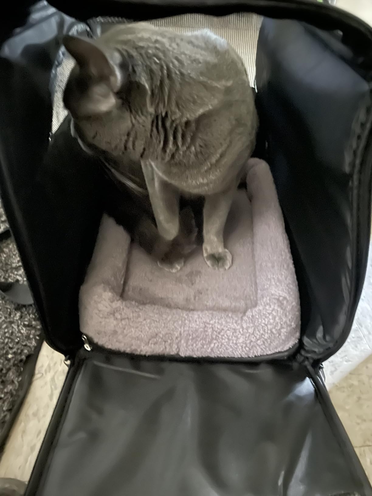 Morpilot Cat Carrier - Cat Carrier Soft for Medium or Large Cats up to 20lbs, with Dual-Sided Cushion, Secure Buckle and Foldable Bowl, Dog Carriers for Small Dogs - Pet Carrier (Dark Gray) customer photo 2